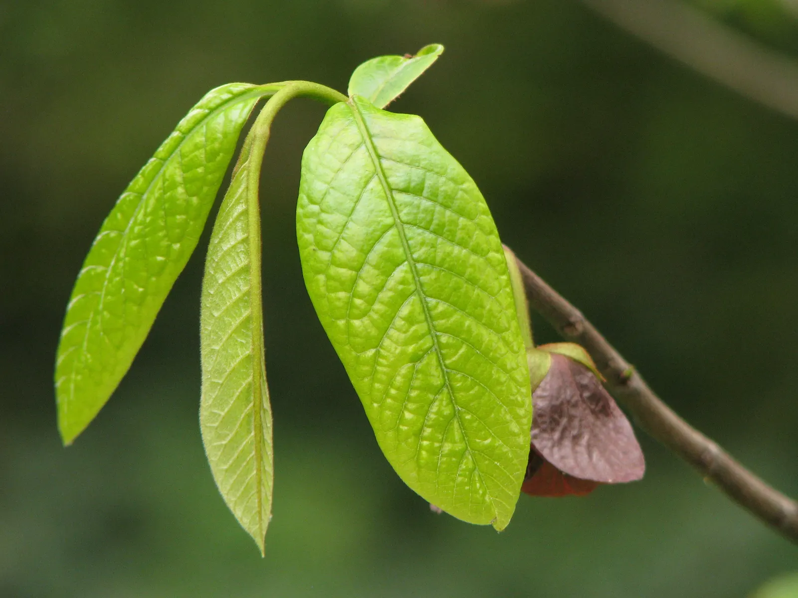 Pawpaw (Asimina Triloba) — as it is not a favorite of bees; the largest native to North America, image 65