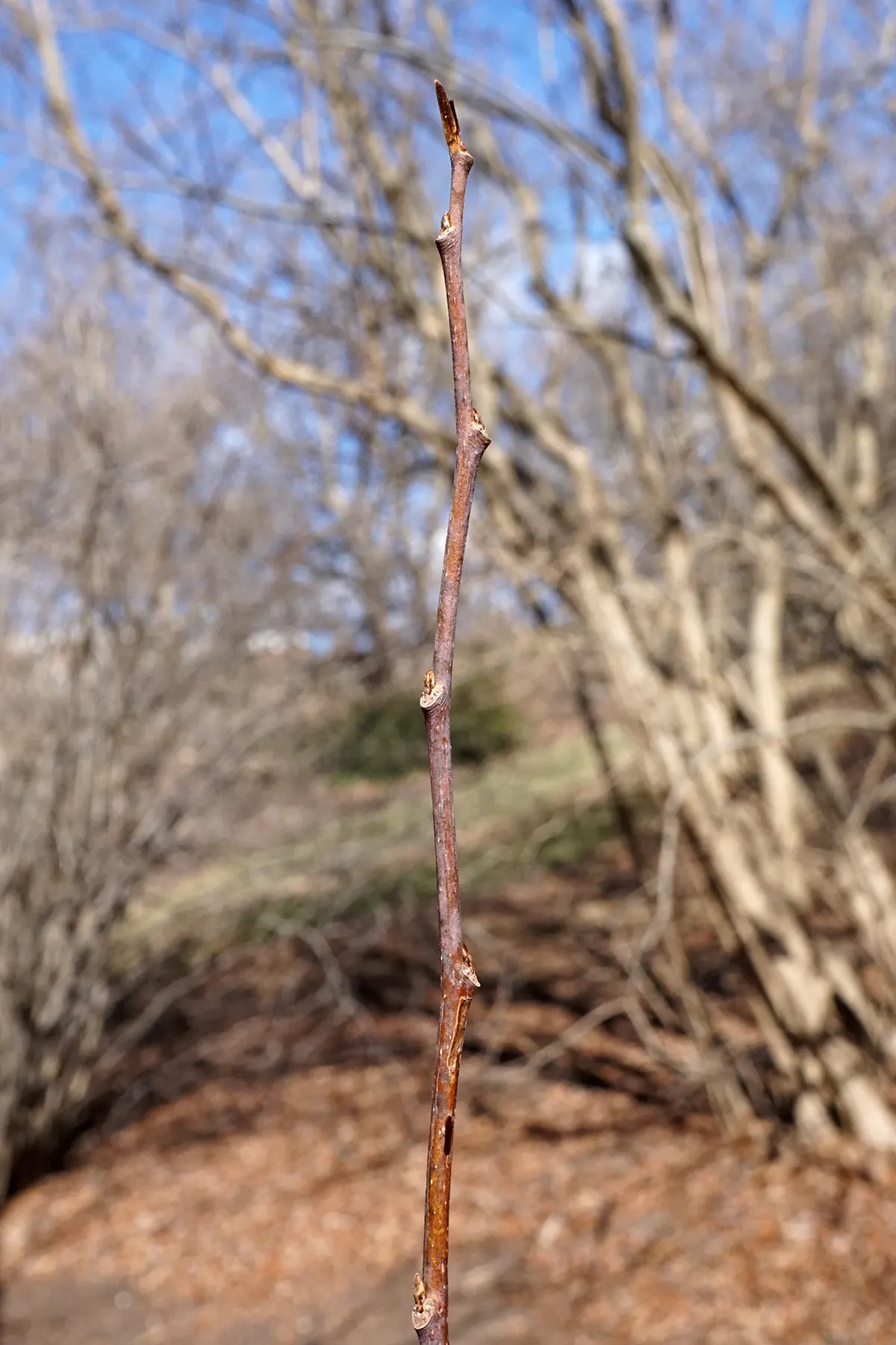 Pawpaw (Asimina Triloba) — purple flowers in the garden; rendering it an ideal choice for small yards or as an understory tree in larger woodland, image 76