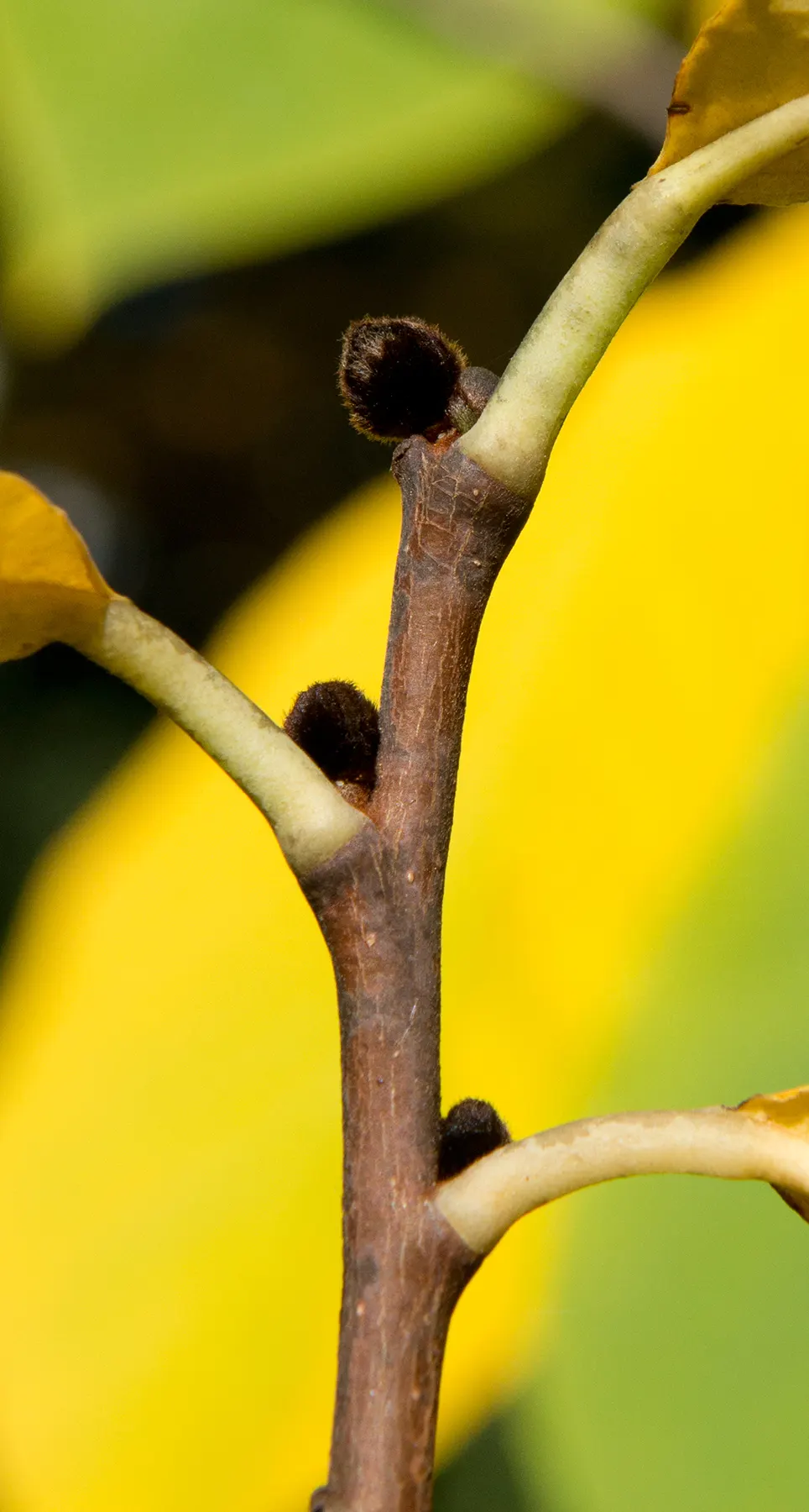 Pawpaw (Asimina Triloba) — When designing with sustainability in mind