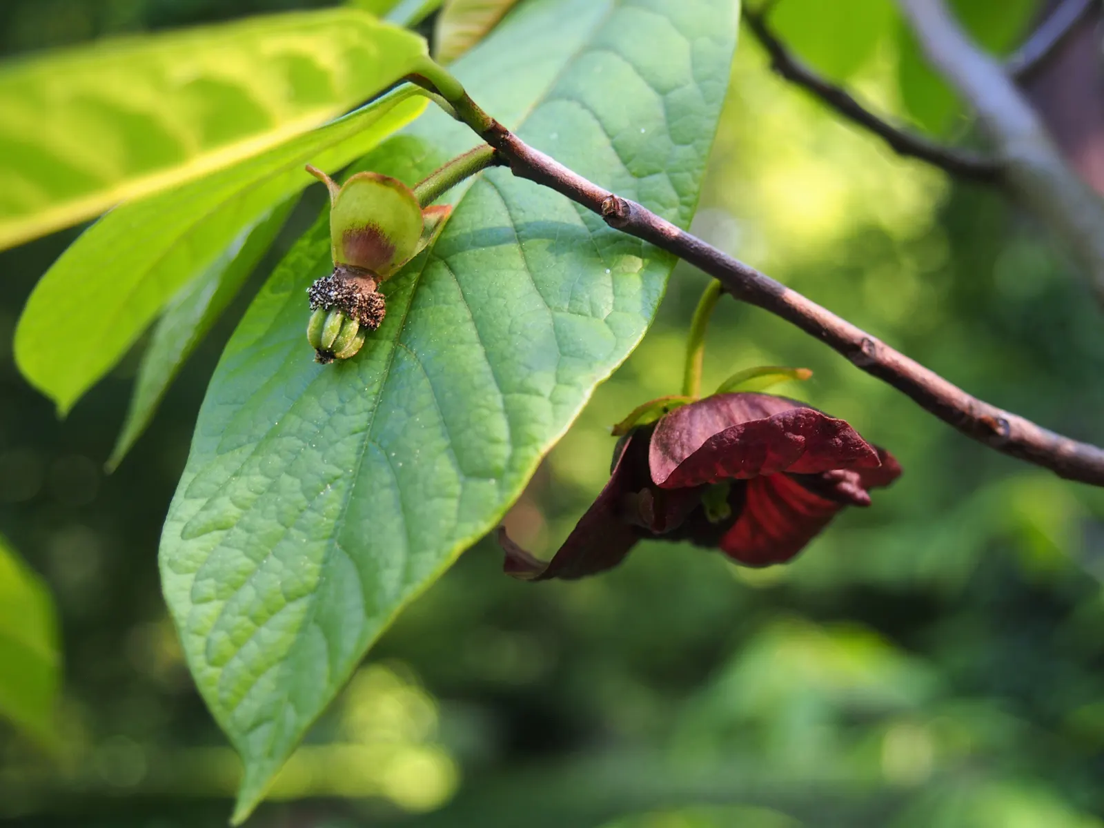Pawpaw (Asimina Triloba) — the Pawpaw can serve as an ornamental focal point; offering not just visual interest but also seasonal treats