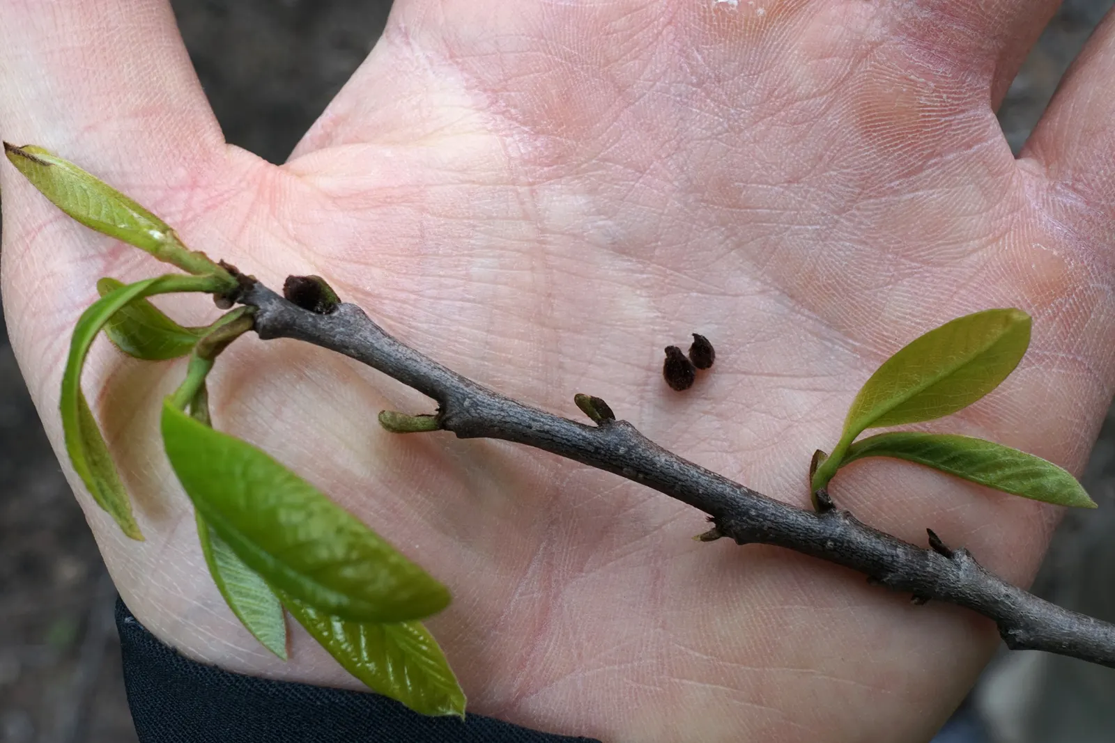 Pawpaw (Asimina Triloba) — the largest native to North America