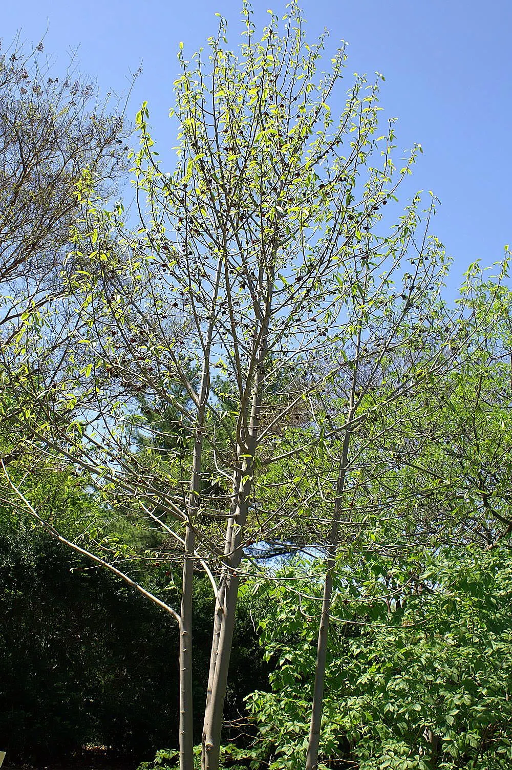 Pawpaw (Asimina Triloba) — is a versatile deciduous tree that contributes a tropical aesthetic to temperate landscapes; when designing with sustainability in