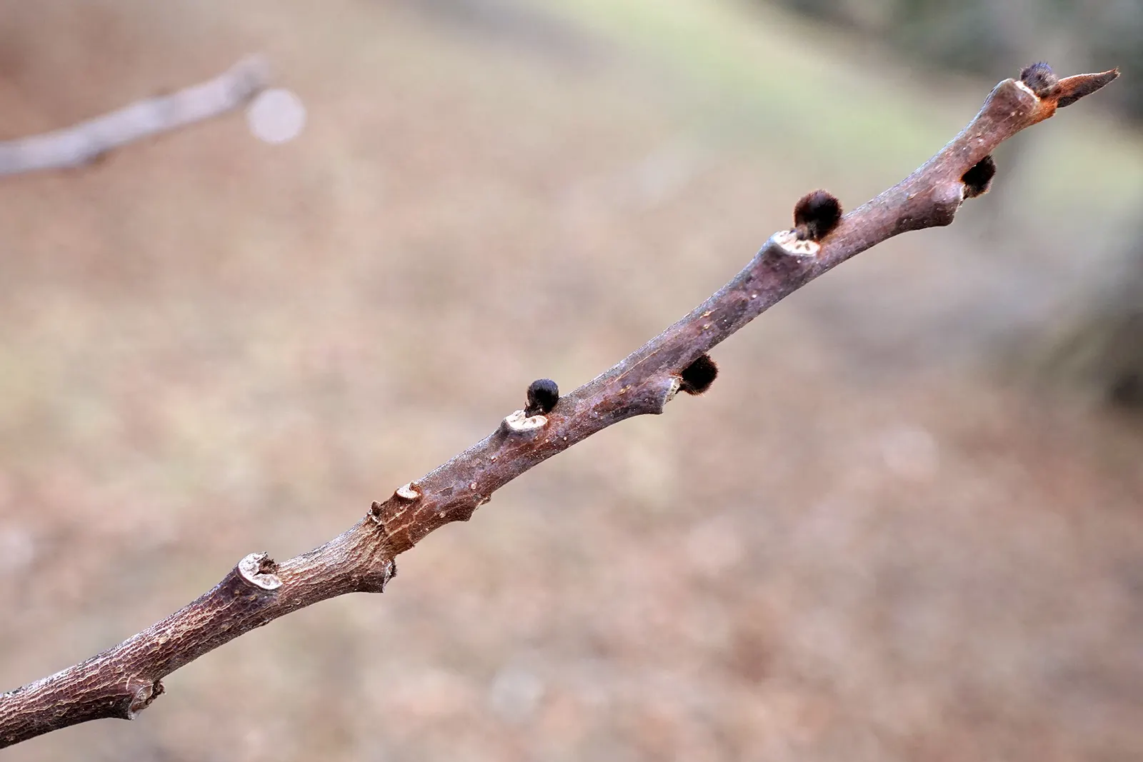 Pawpaw (Asimina Triloba) — rendering it an ideal choice for small yards or as an understory tree in larger woodland gardens; it typically grows to, image 61