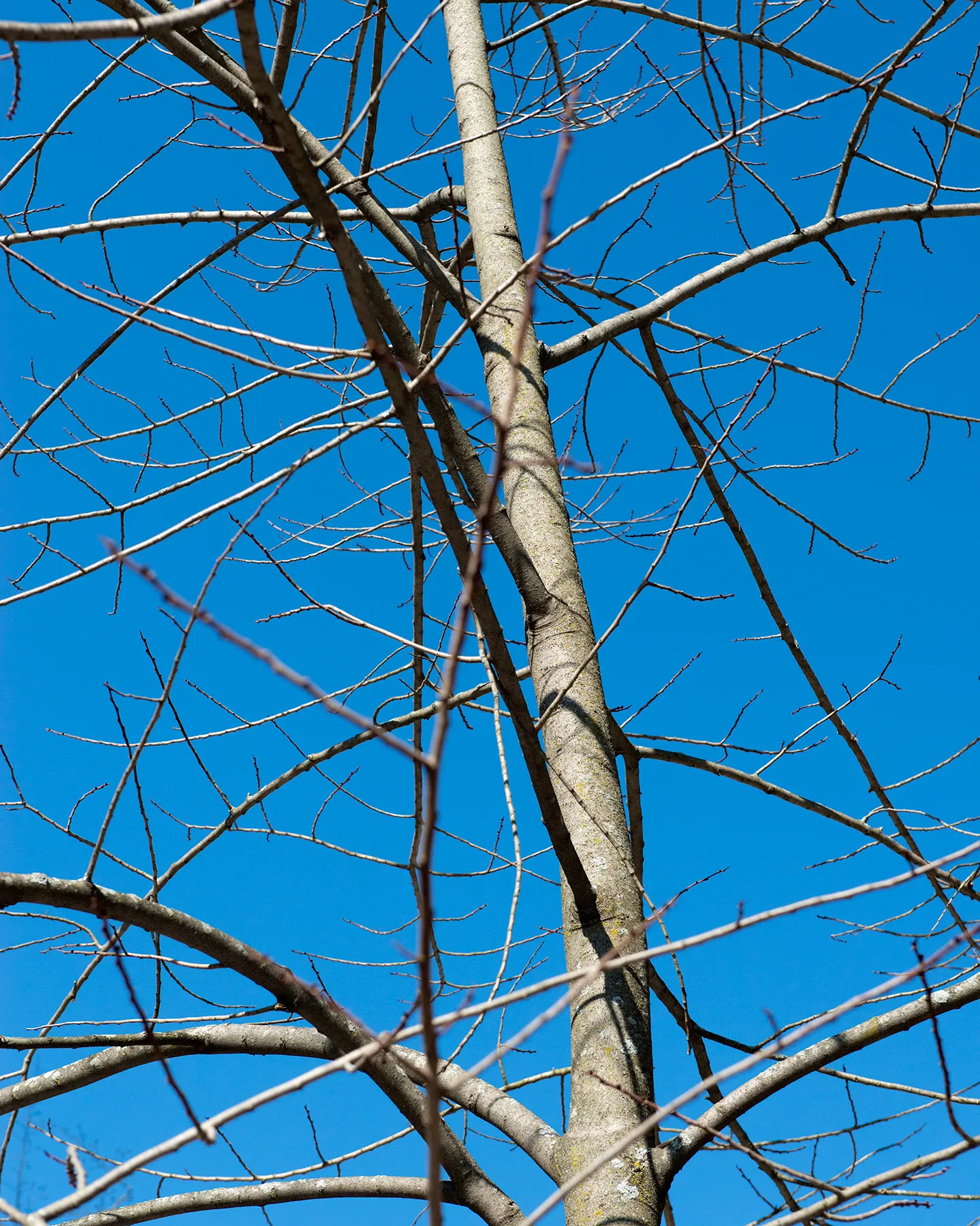Pawpaw (Asimina Triloba) — the Pawpaw supports local ecosystems; thus, planting two or more genetically distinct trees will ensure better fruit, image 73