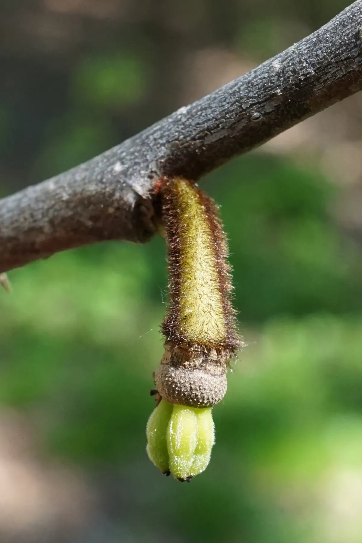 Pawpaw (Asimina Triloba) — the Pawpaw can serve as an ornamental focal point; offering not just visual interest but also seasonal treats, image 96