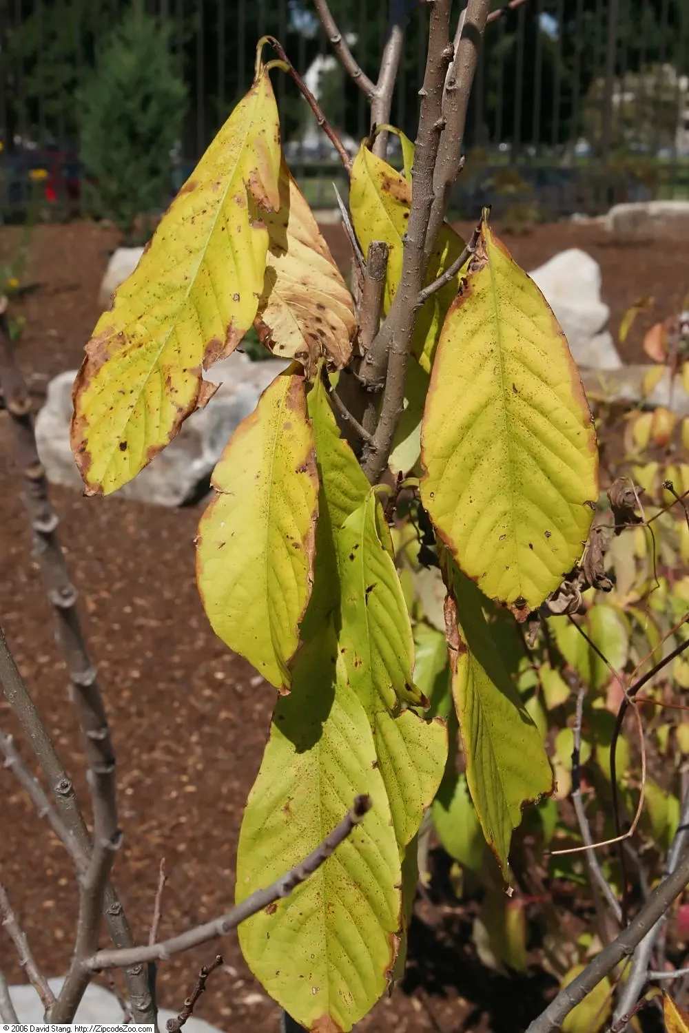 Pawpaw (Asimina Triloba) — Partial shade to full sunlight is acceptable; ideal for understory planting or naturalized areas, image 94