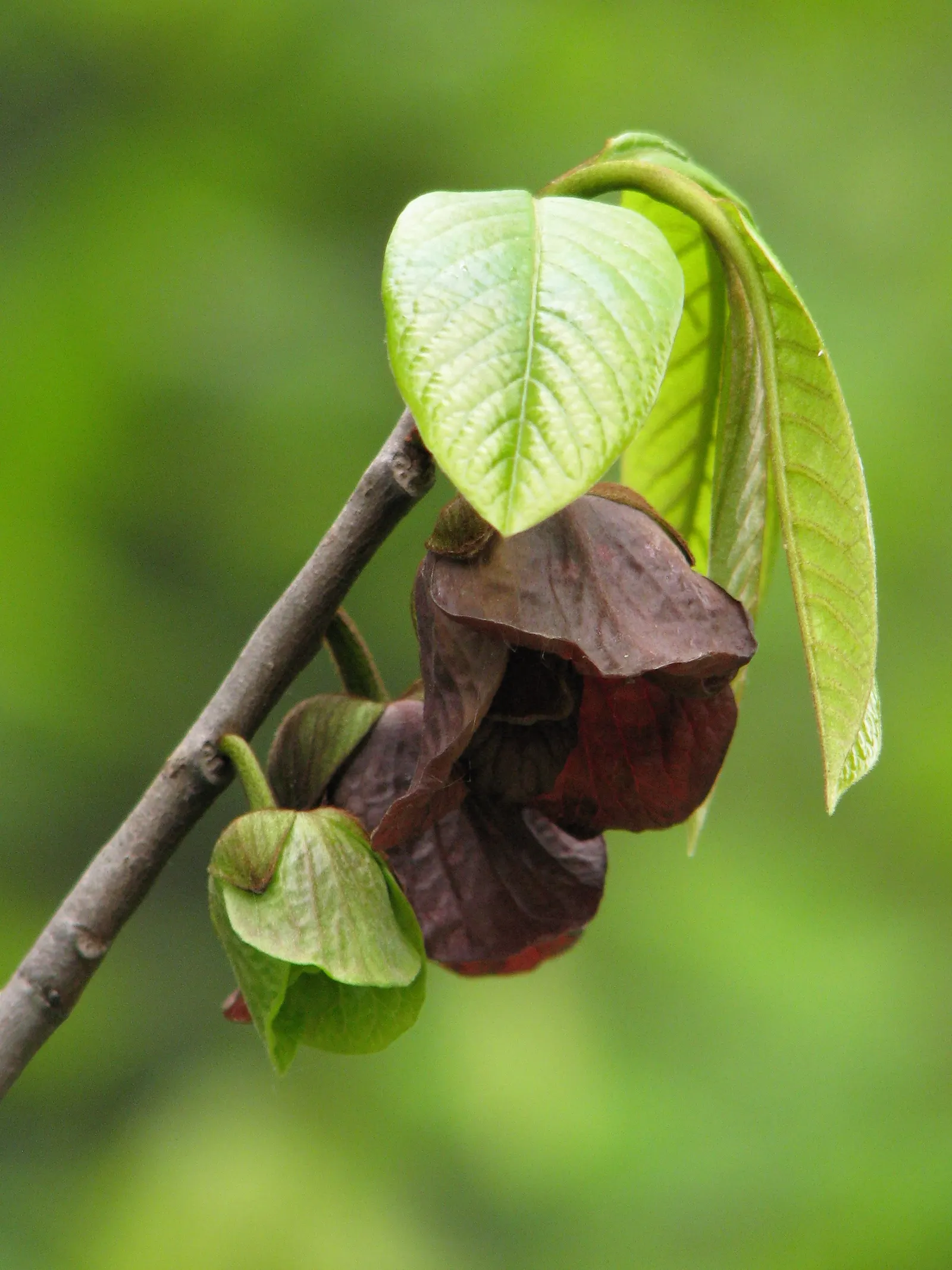 Pawpaw (Asimina Triloba) — as it is not a favorite of bees; the largest native to North America, image 91