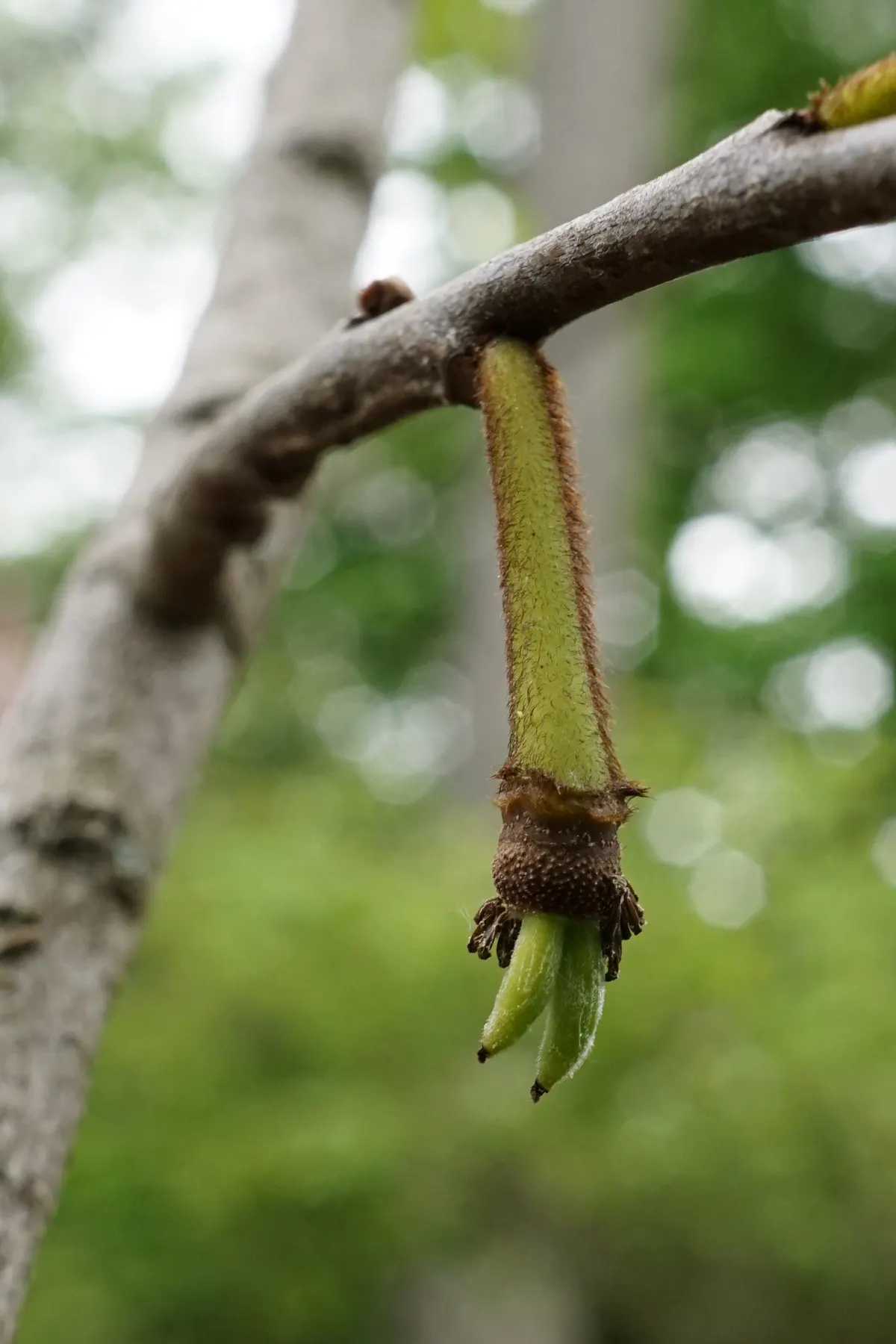 Pawpaw (Asimina Triloba) — the Pawpaw supports local ecosystems; thus, planting two or more genetically distinct trees will ensure better fruit, image 99