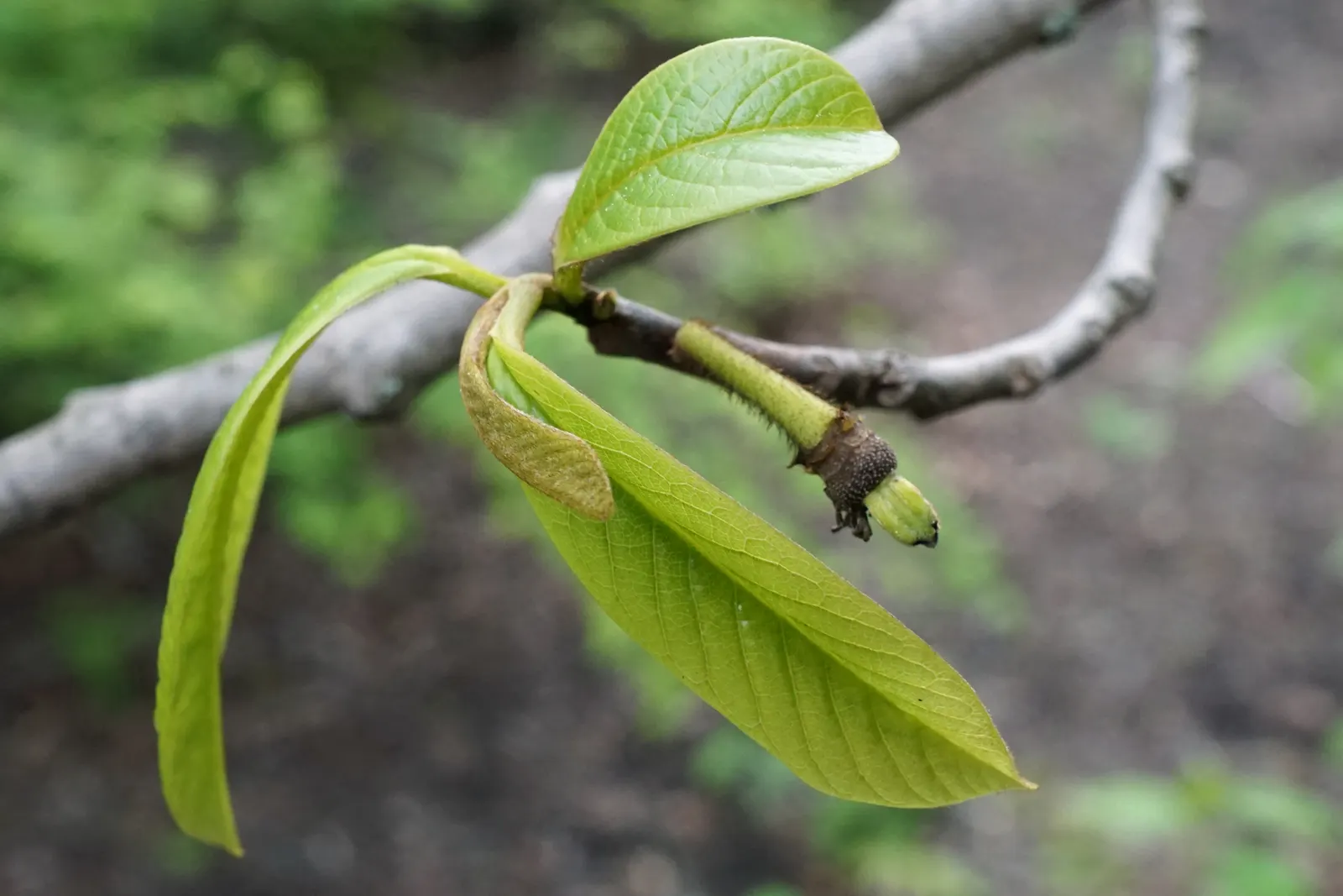 Pawpaw (Asimina Triloba) — Partial shade to full sunlight is acceptable; ideal for understory planting or naturalized areas