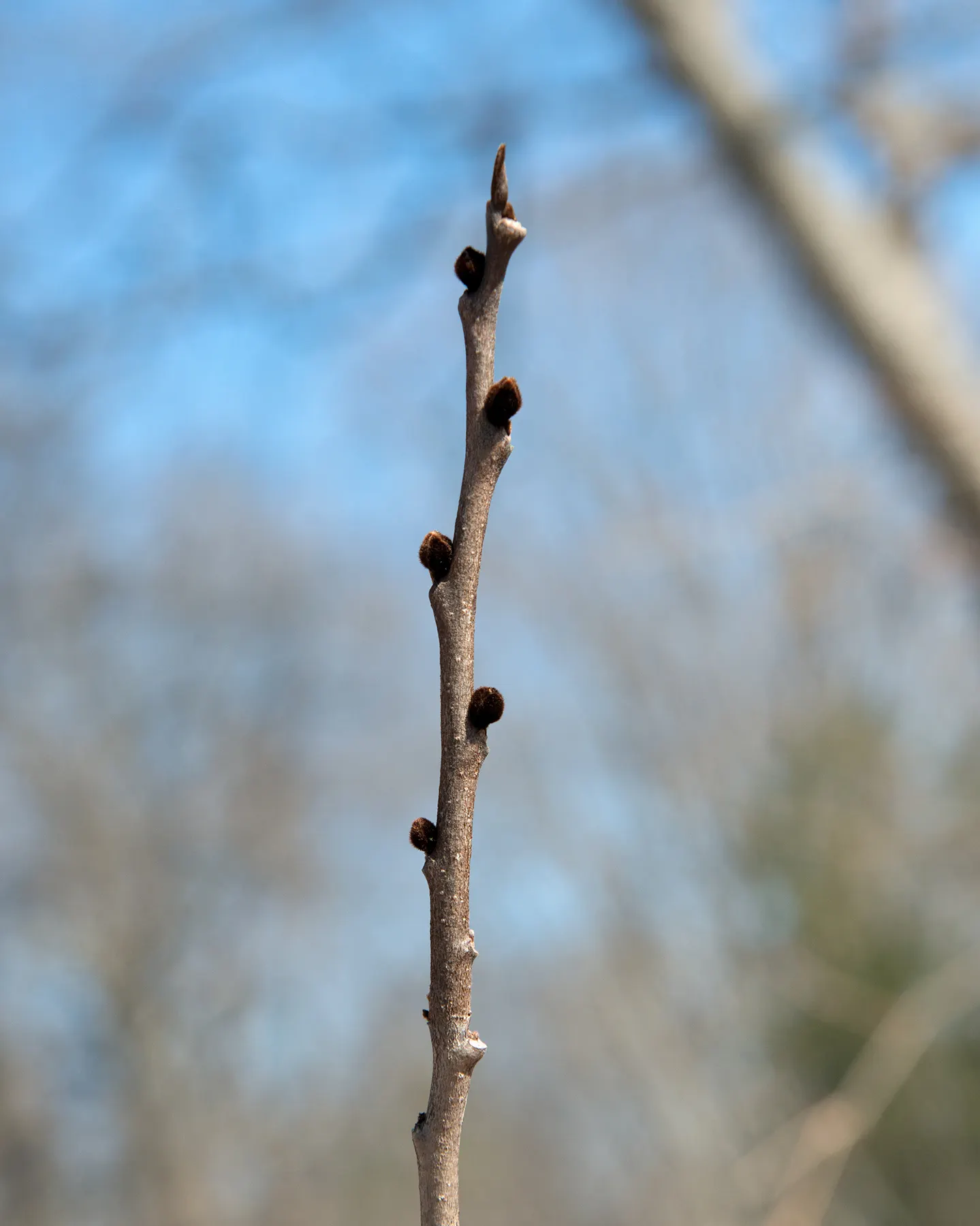 Pawpaw (Asimina Triloba) — Prefers moist, well-drained soil in partial shade; tree with purple blooms, image 108