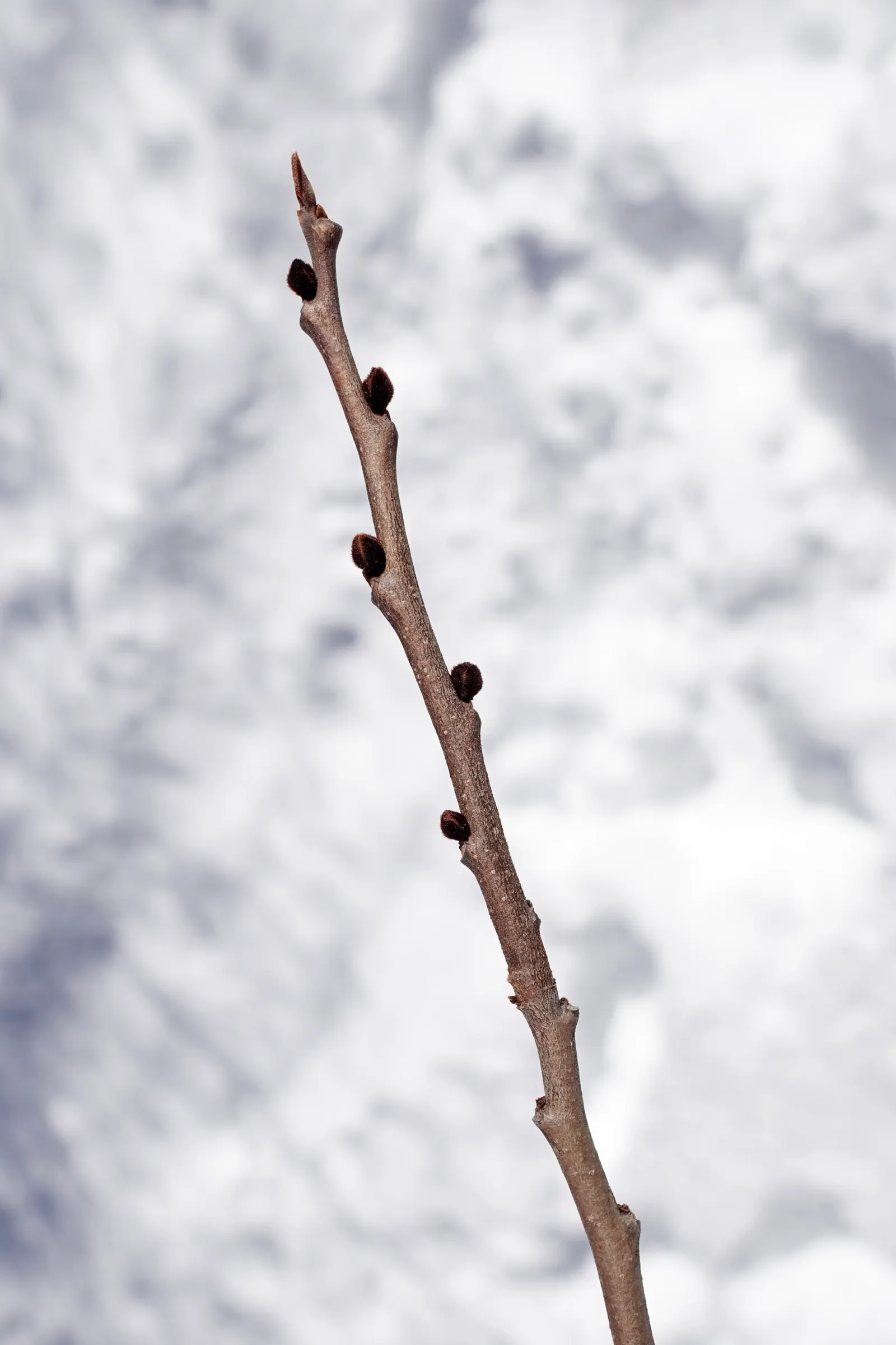 Pawpaw (Asimina Triloba) — the Pawpaw supports local ecosystems