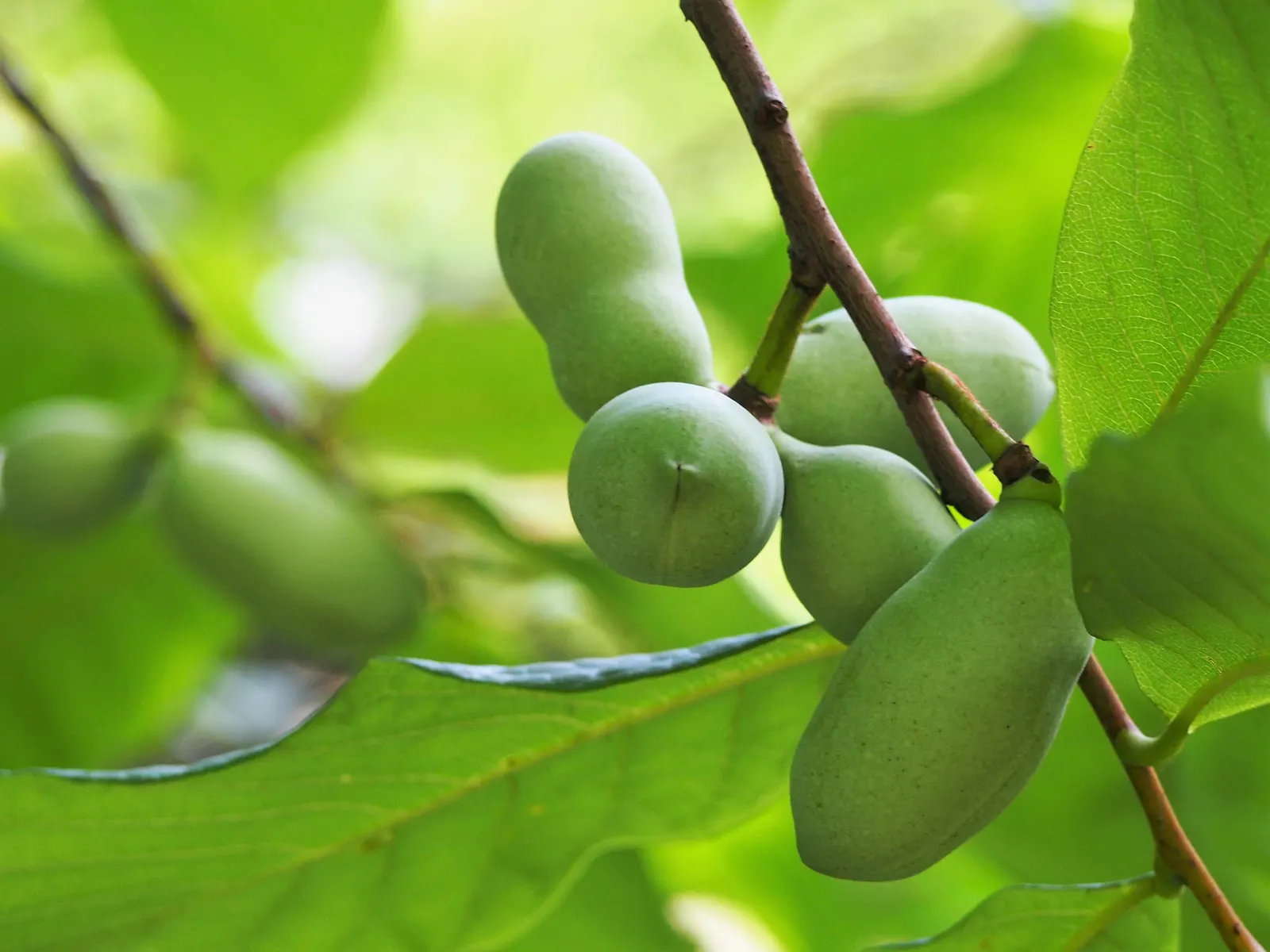 Pawpaw (Asimina Triloba) — rendering it an ideal choice for small yards or as an understory tree in larger woodland gardens; it typically grows to 15-20 feet