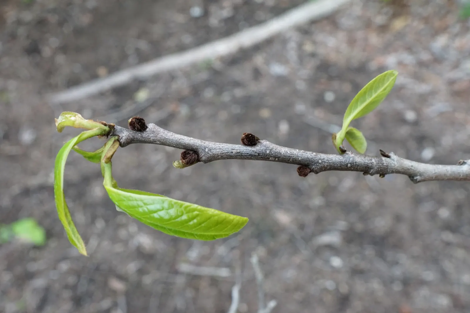 Pawpaw (Asimina Triloba) — It typically grows to 15-20 feet in height with an equal spread; is a deciduous North American native tree