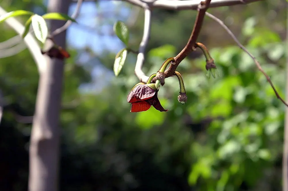 Pawpaw (Asimina Triloba) — These have a custard-like texture with a flavor profile reminiscent of bananas, mangoes, and melon