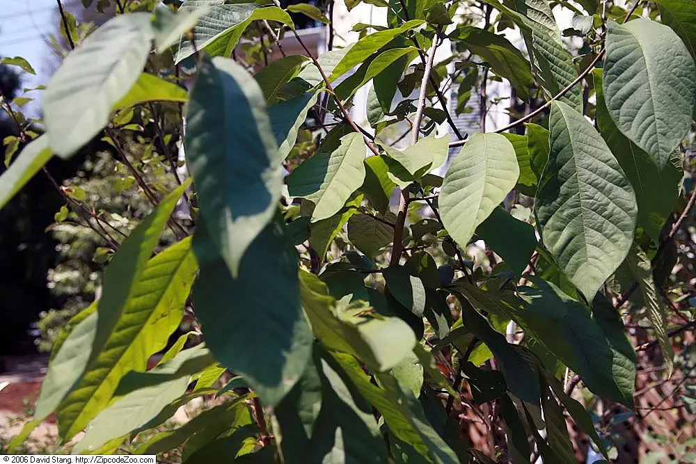 Pawpaw (Asimina Triloba) — typically by flies or beetles; renowned for large, edible fruits reminiscent of bananas and custard, and maroon, image 90