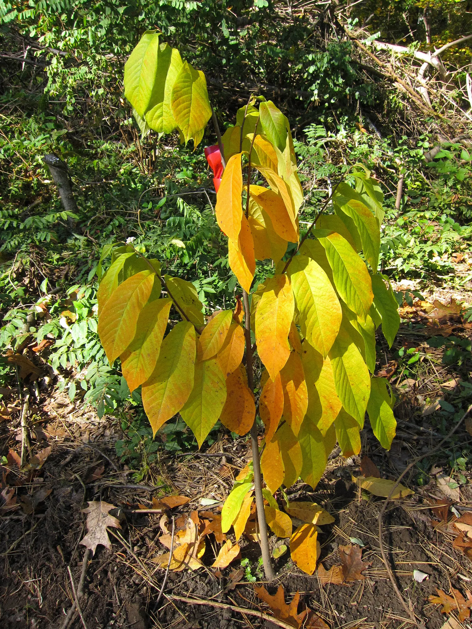 Pawpaw (Asimina Triloba) — Thus, planting two or more genetically distinct trees will ensure better fruit production; but fruiting is most abundant, image 66