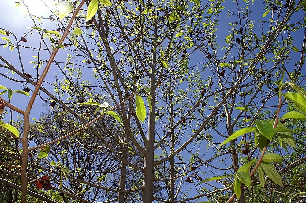 Pawpaw (Asimina Triloba) — Ideal for understory planting or naturalized areas; the Pawpaw adds a tropical flair and provides exceptional fall color with its