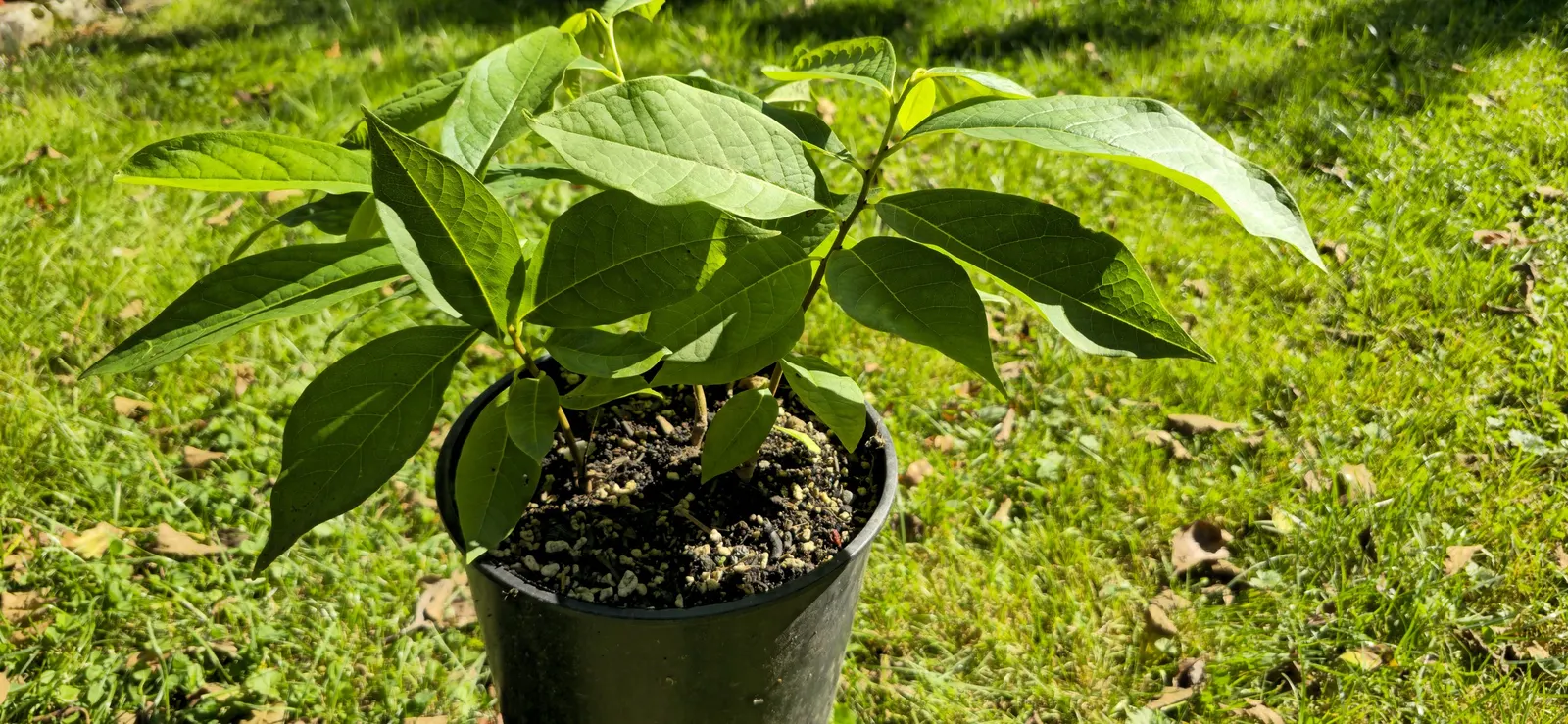 Pawpaw (Asimina Triloba) — but fruiting is most abundant in full sun.<br><br>In a landscape; typically by flies or beetles, image 95