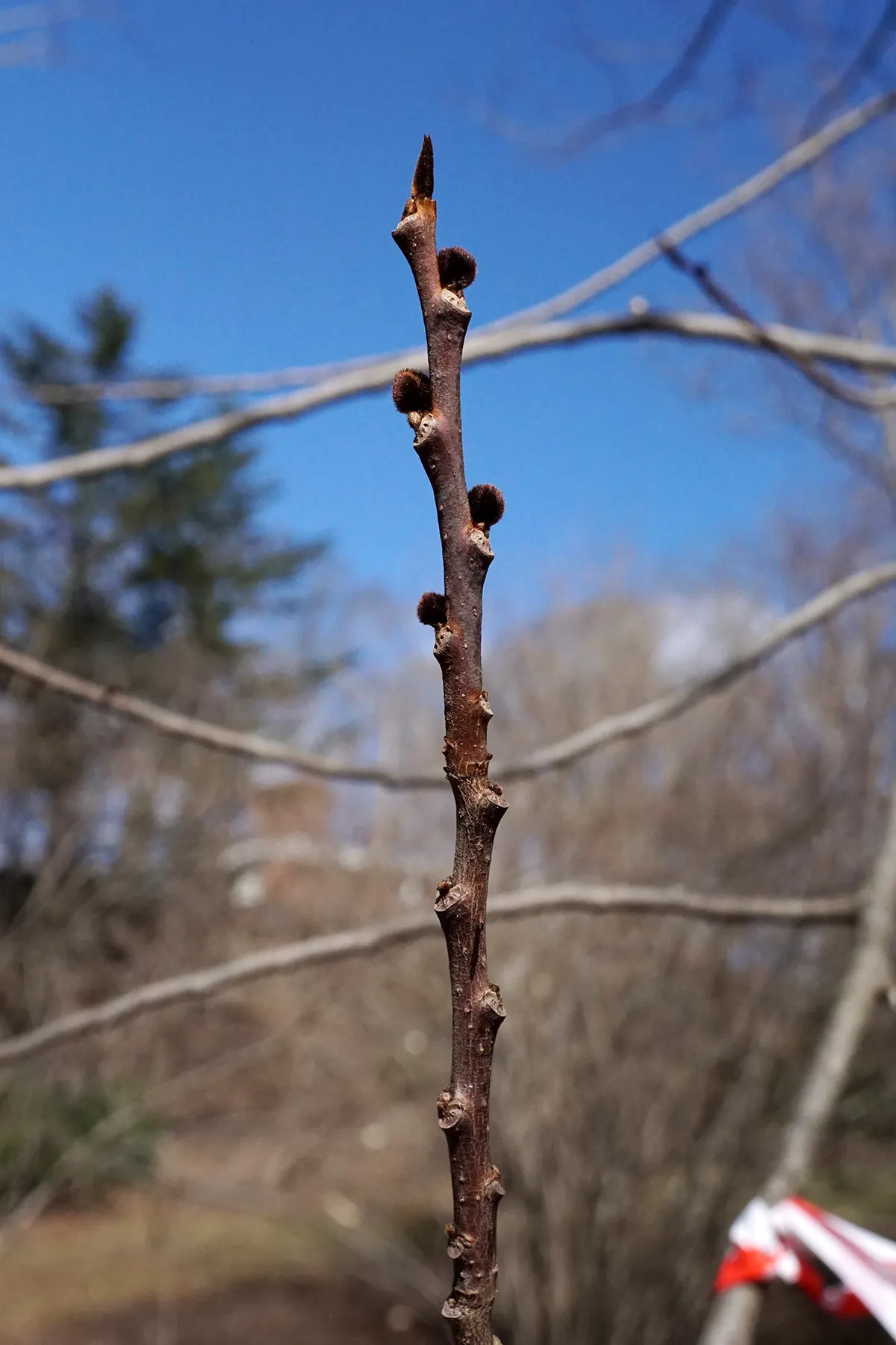 Pawpaw (Asimina Triloba) — is a versatile deciduous tree that contributes a tropical aesthetic to temperate landscapes; when designing with, image 59