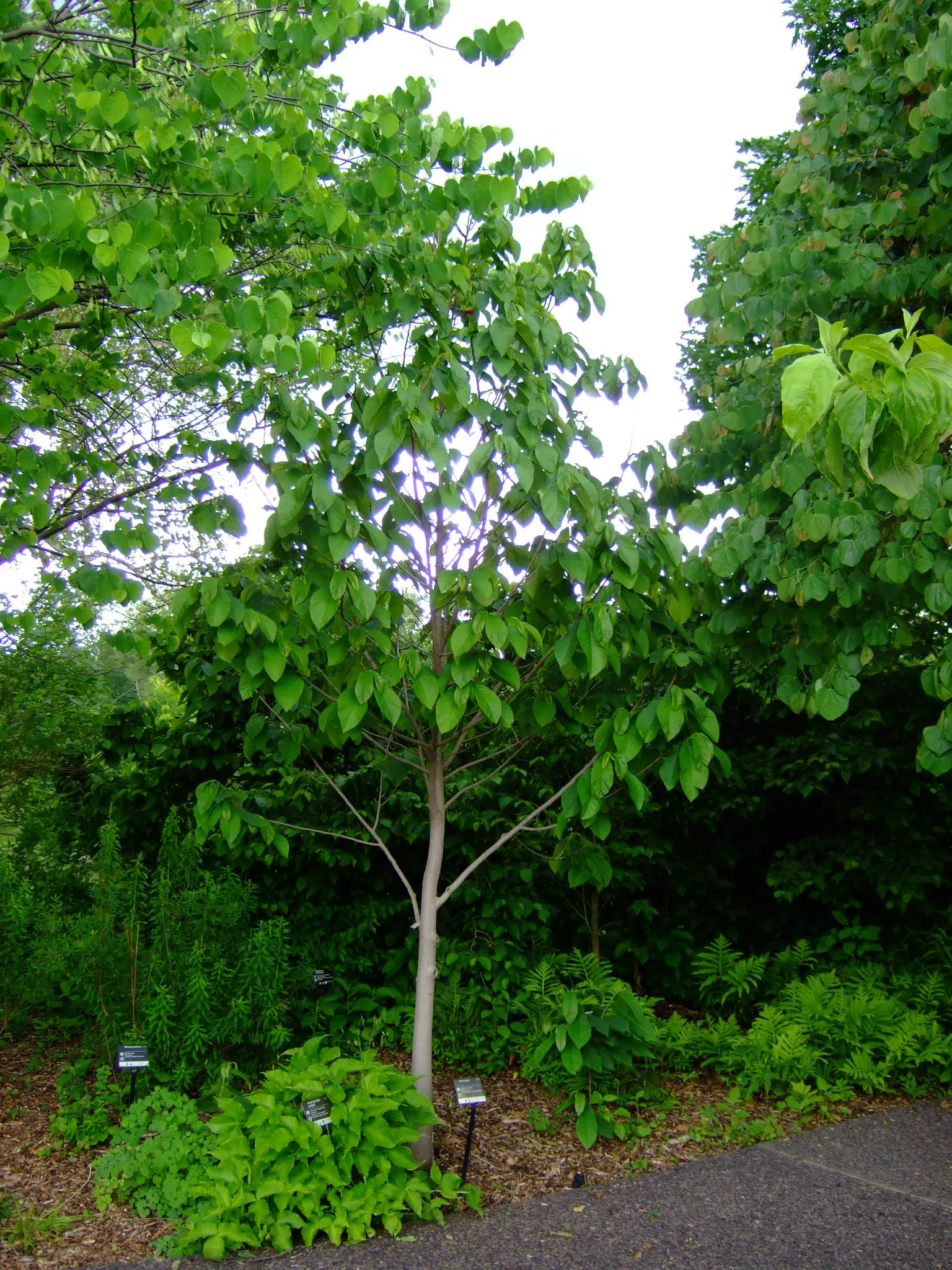 Pawpaw (Asimina Triloba) — Partial shade to full sunlight is acceptable; ideal for understory planting or naturalized areas, image 68
