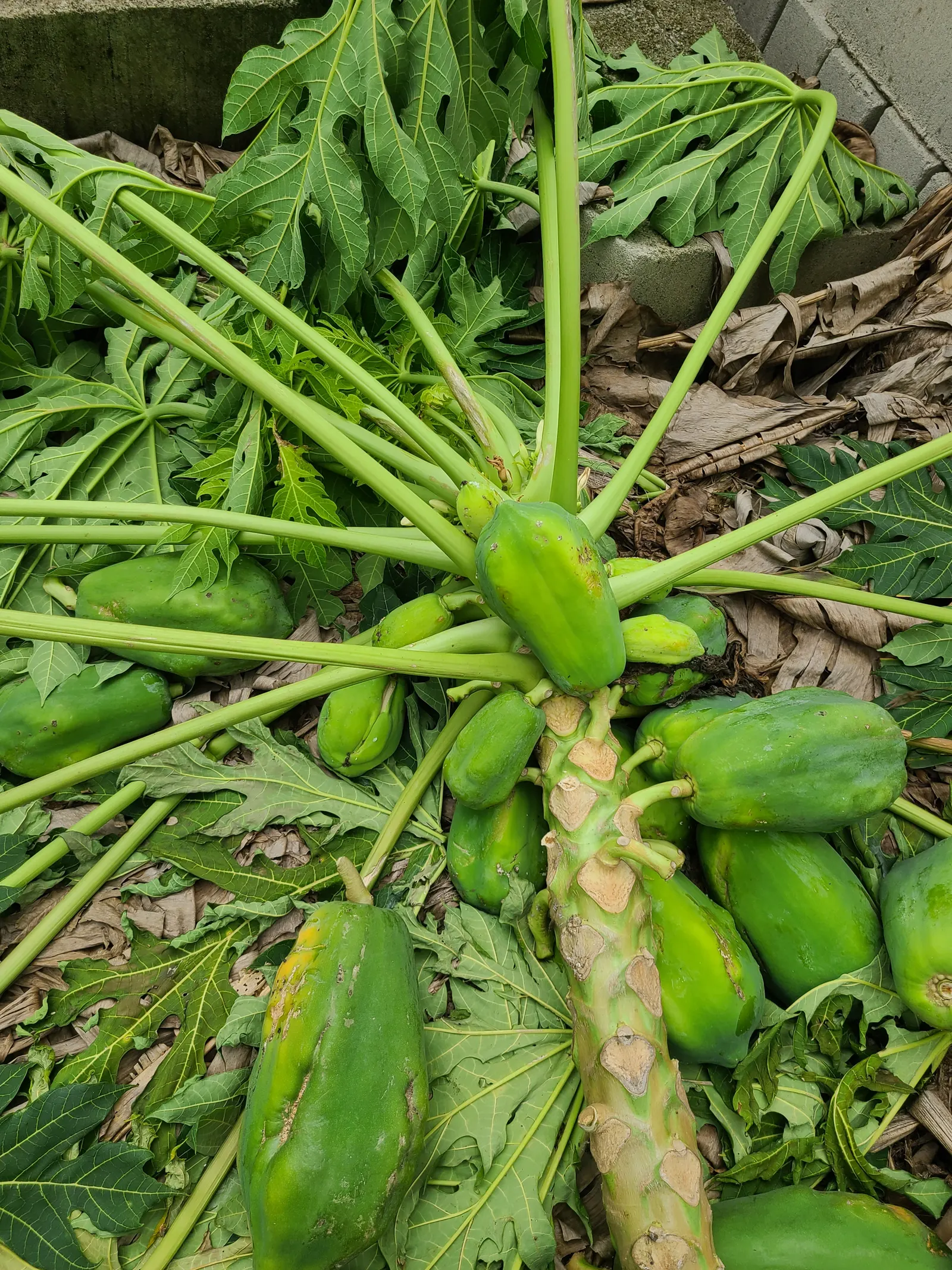 Pawpaw (Asimina Triloba) — These have a custard-like texture with a flavor profile reminiscent of bananas, mangoes, and melon; providing, image 63