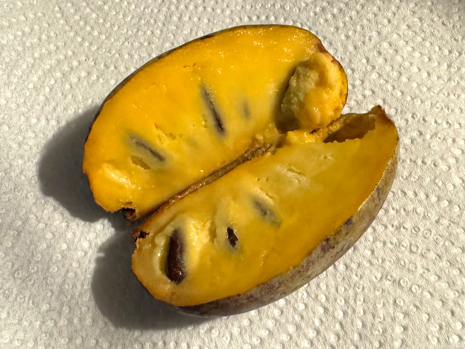 Pawpaw (Asimina Triloba) — reaching 15-20 ft high with a similar spread