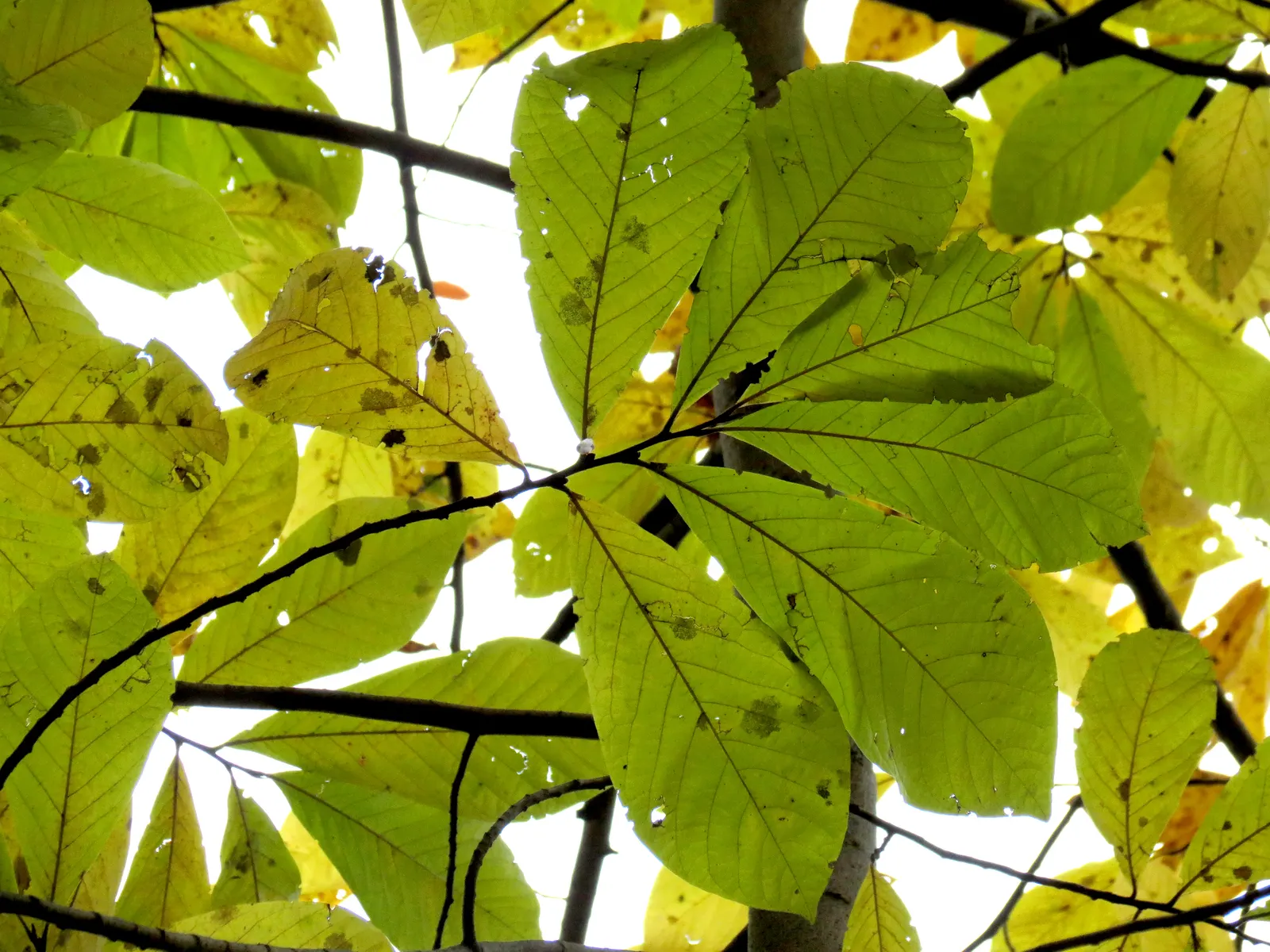 Pawpaw (Asimina Triloba) — rendering it an ideal choice for small yards or as an understory tree in larger woodland gardens; it typically grows to, image 113