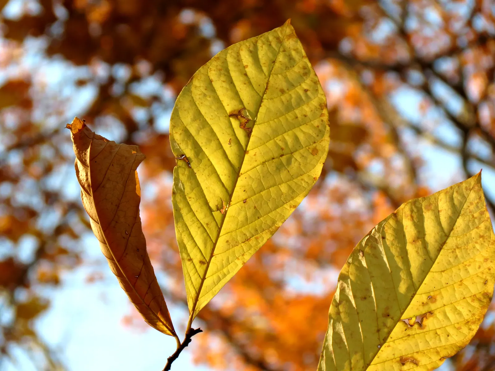 Pawpaw (Asimina Triloba) — reaching 15-20 ft high with a similar spread; these have a custard-like texture with a flavor profile reminiscent of, image 80