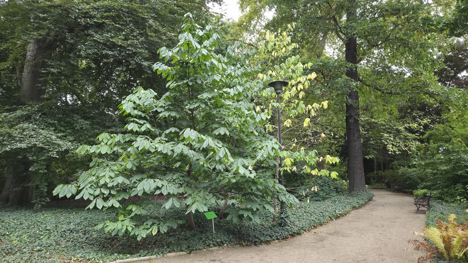 Pawpaw (Asimina Triloba) — It thrives in hardiness zones 5 through 9 and prefers rich, well-drained soil; purple flowers in the garden, image 93