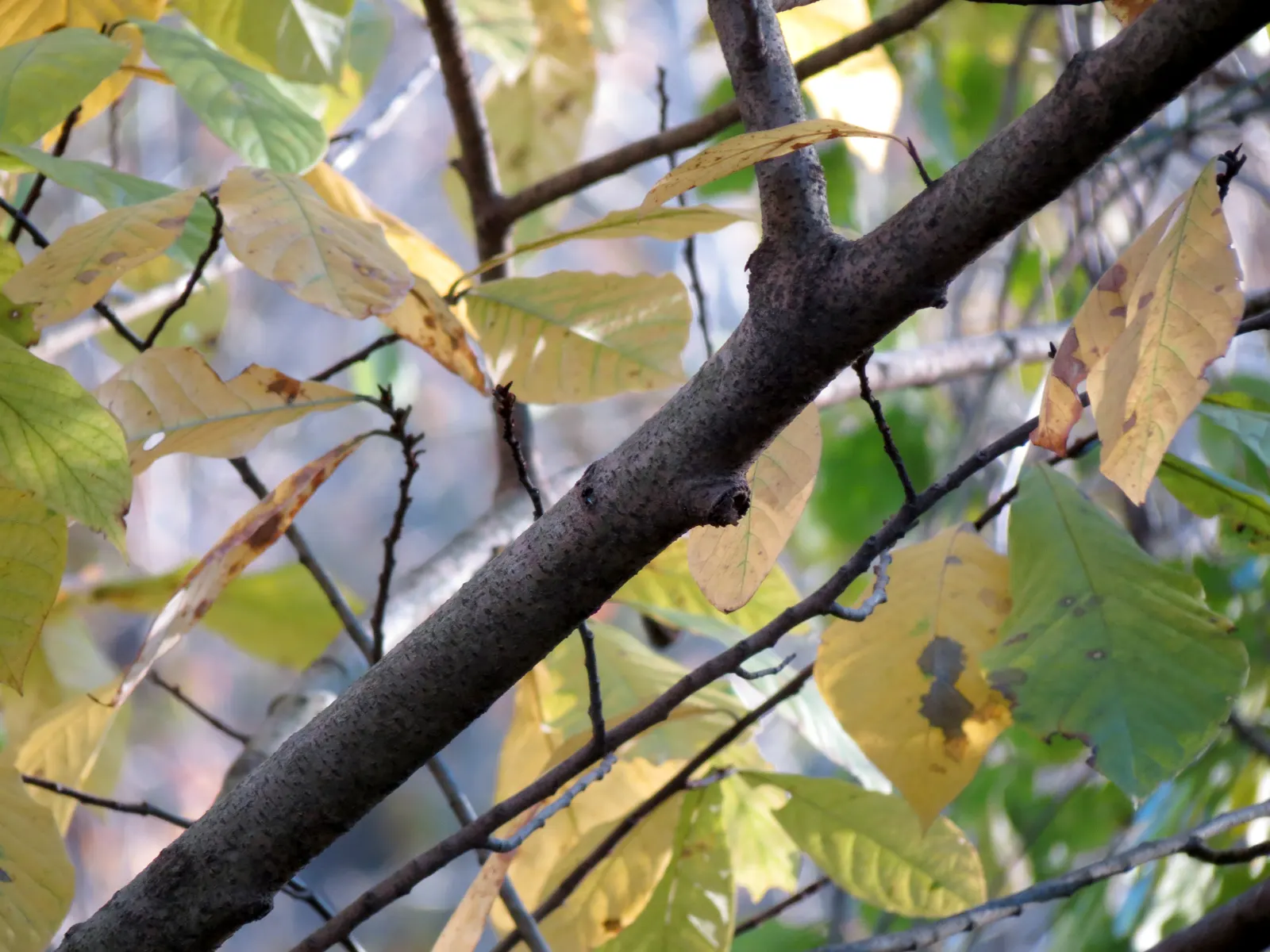 Pawpaw (Asimina Triloba) — When designing with sustainability in mind; is a versatile deciduous tree that contributes a tropical aesthetic to, image 72