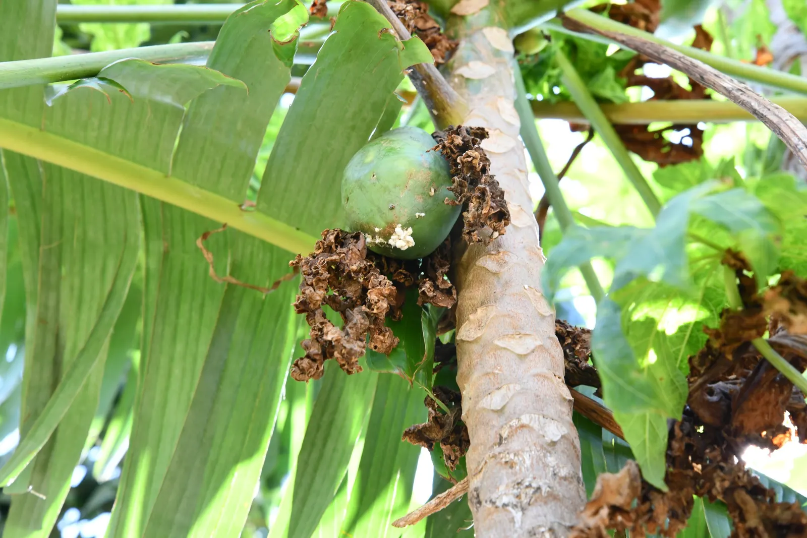 Pawpaw (Asimina Triloba) — It typically grows to 15-20 feet in height with an equal spread; is a deciduous North American native tree, image 86