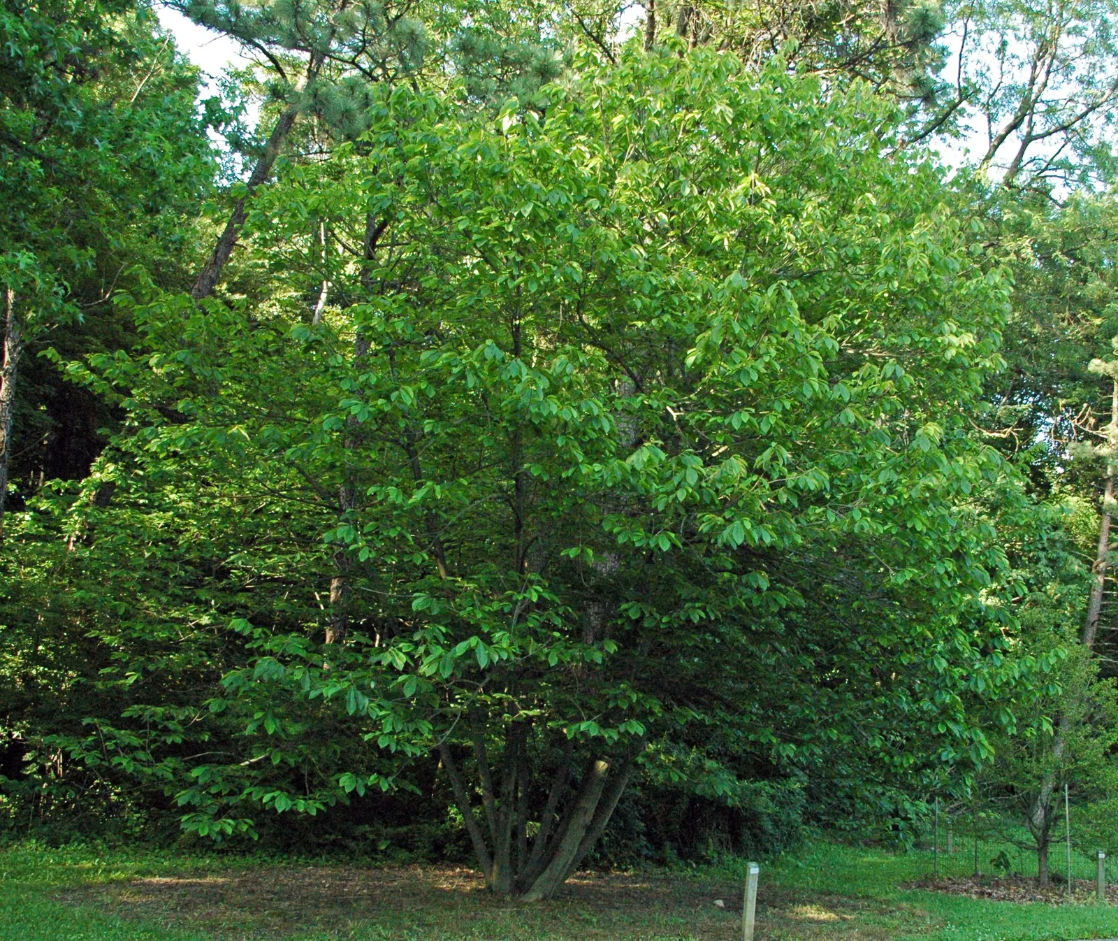 Pawpaw (Asimina Triloba) — It thrives in hardiness zones 5 through 9 and prefers rich, well-drained soil; purple flowers in the garden