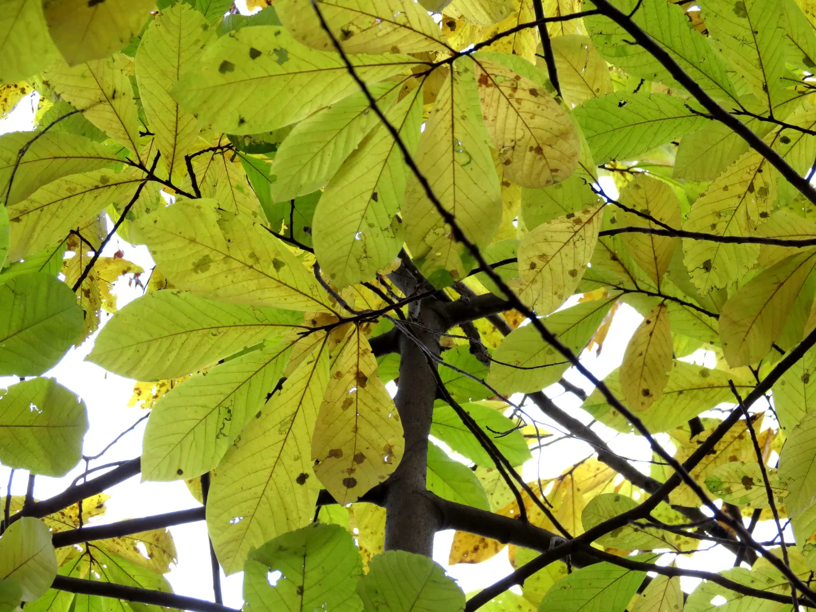 Pawpaw (Asimina Triloba) — offering not just visual interest but also seasonal treats