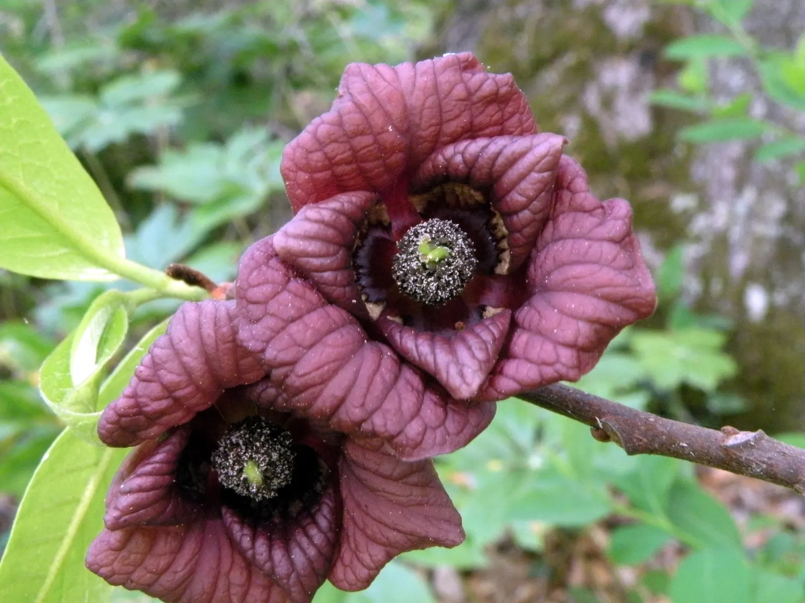 Pawpaw (Asimina Triloba) — It thrives in hardiness zones 5 through 9 and prefers rich, well-drained soil