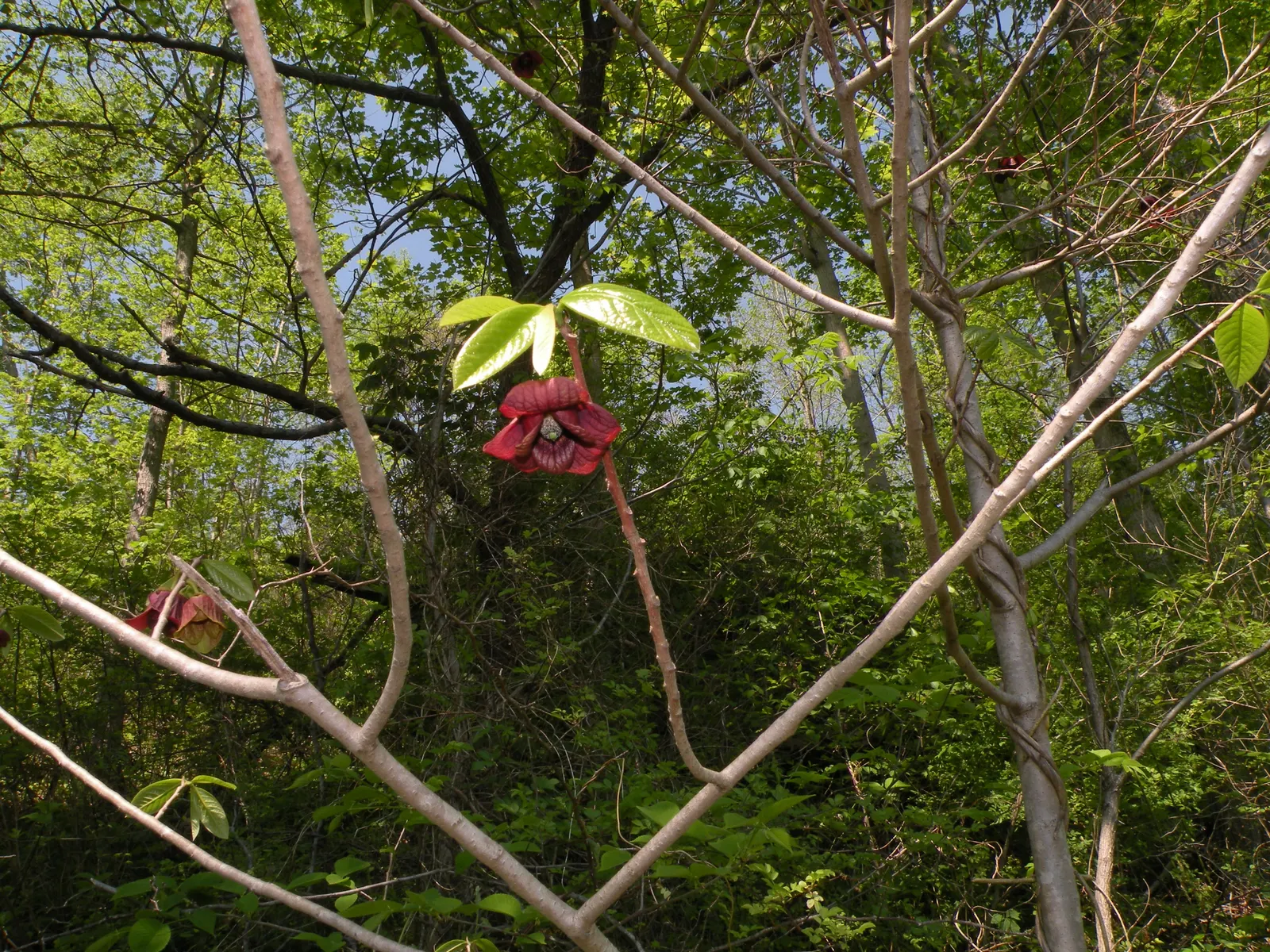 Pawpaw (Asimina Triloba) — rendering it an ideal choice for small yards or as an understory tree in larger woodland gardens