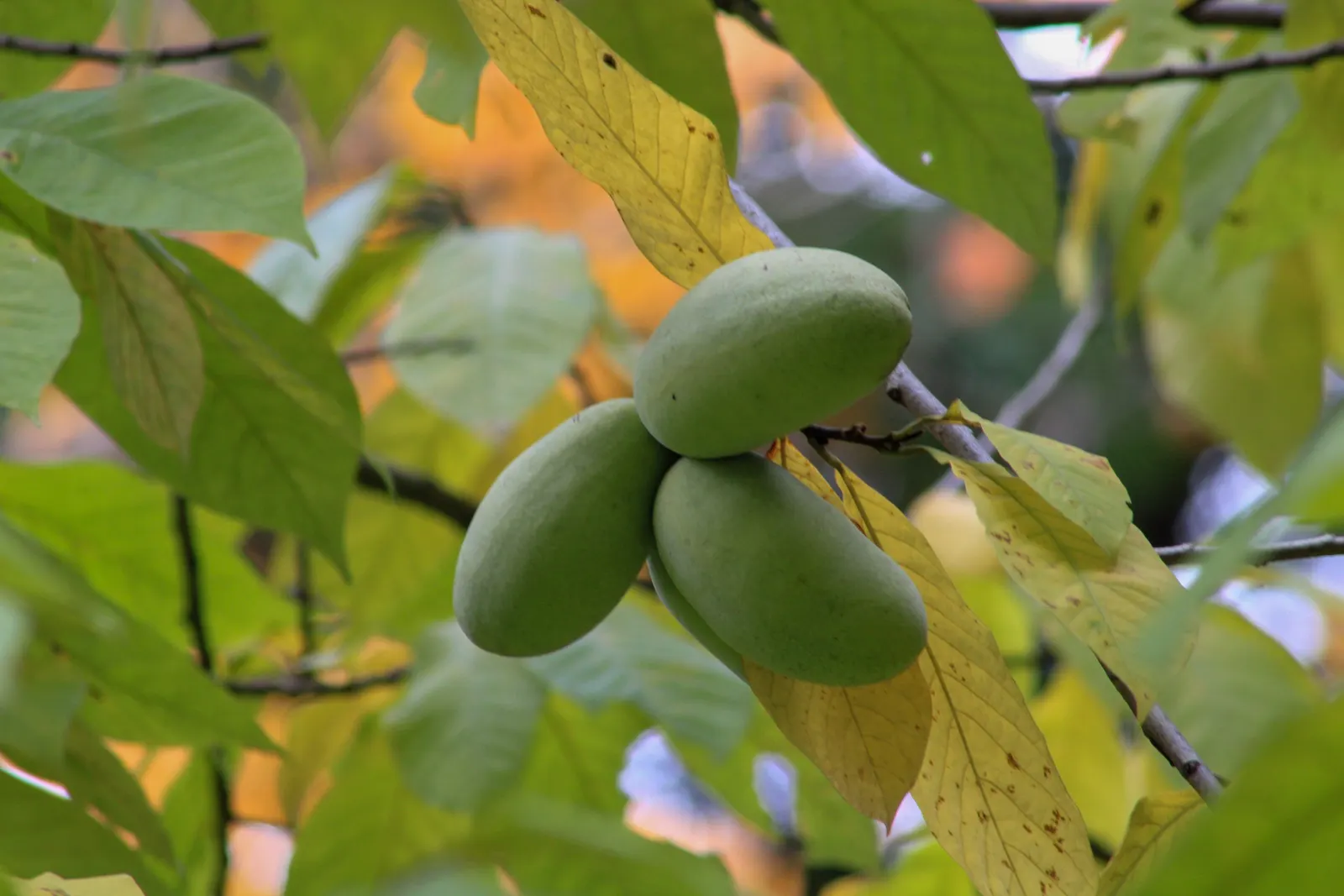 Pawpaw (Asimina Triloba) — These have a custard-like texture with a flavor profile reminiscent of bananas, mangoes, and melon; providing nourishment for