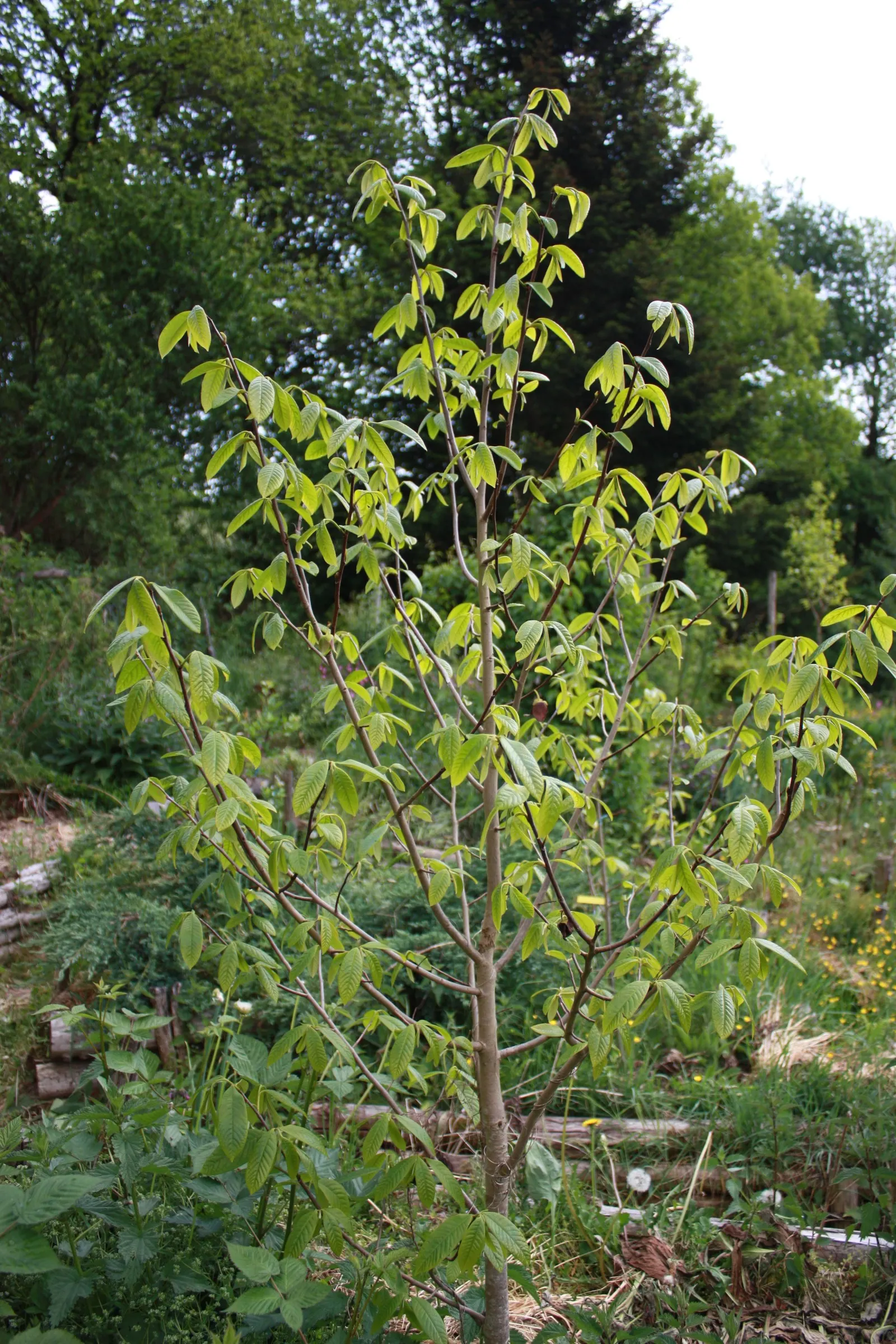Pawpaw (Asimina Triloba) — providing nourishment for caterpillars of the Zebra Swallowtail butterfly; the Pawpaw supports local ecosystems
