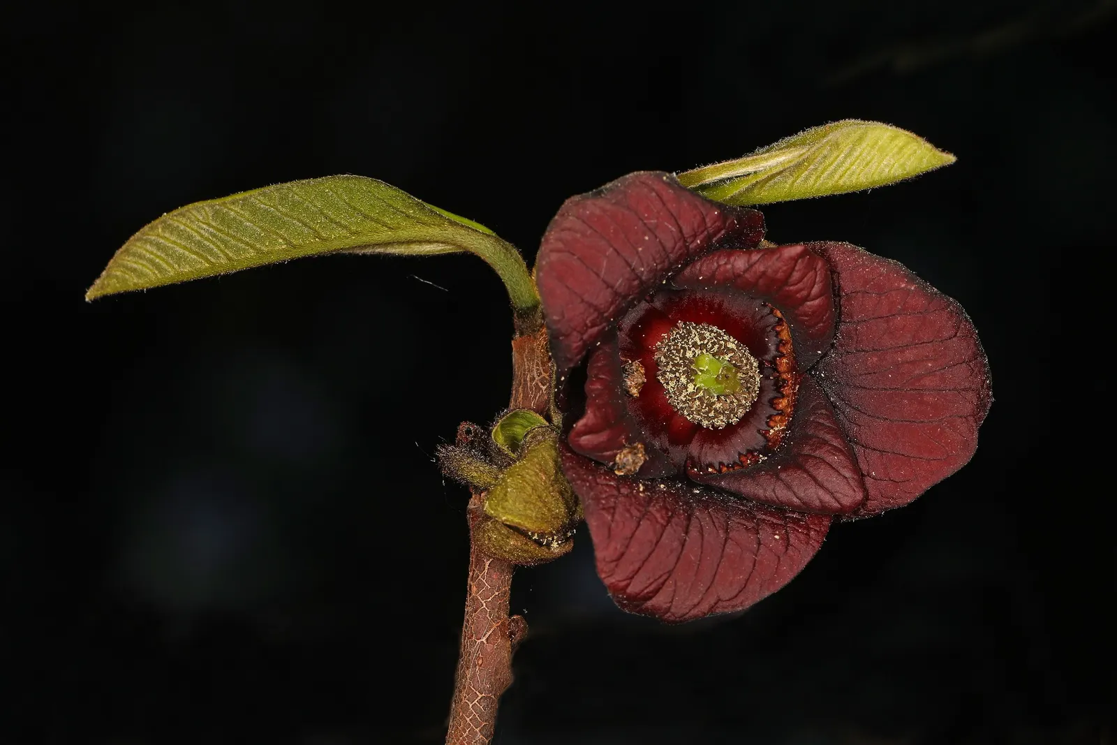 Pawpaw (Asimina Triloba) — providing nourishment for caterpillars of the Zebra Swallowtail butterfly; the Pawpaw supports local ecosystems, image 74