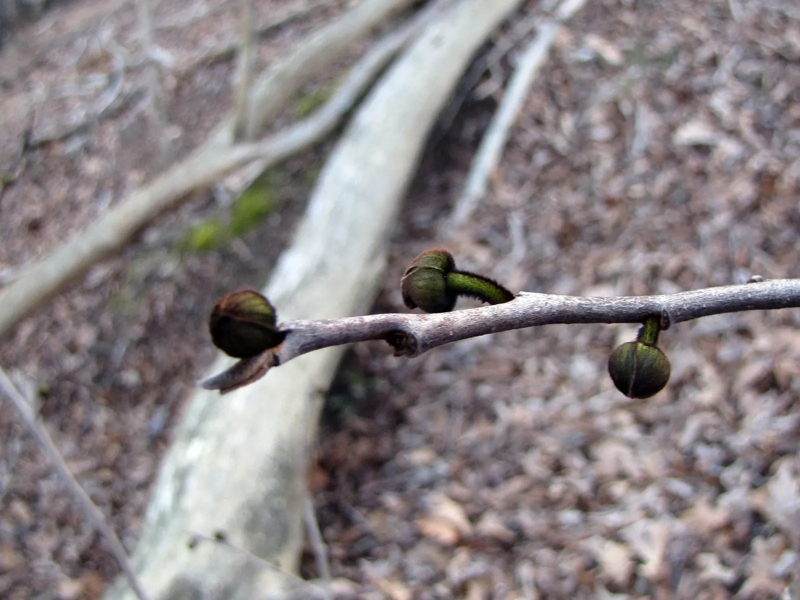 Pawpaw (Asimina Triloba) — offering not just visual interest but also seasonal treats; tree for full, image 97