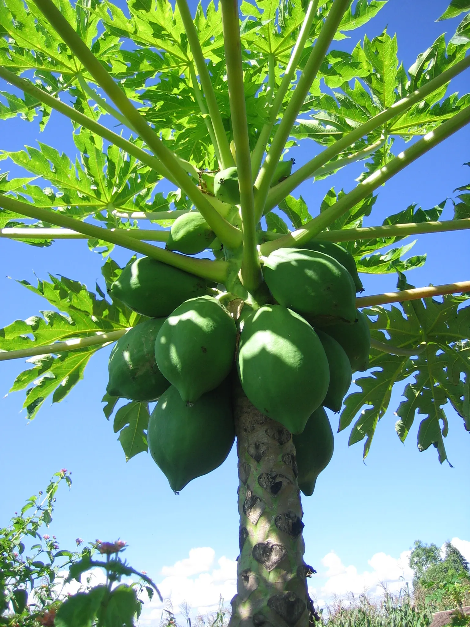 Pawpaw (Asimina Triloba) — the Pawpaw can serve as an ornamental focal point; offering not just visual interest but also seasonal treats, image 70