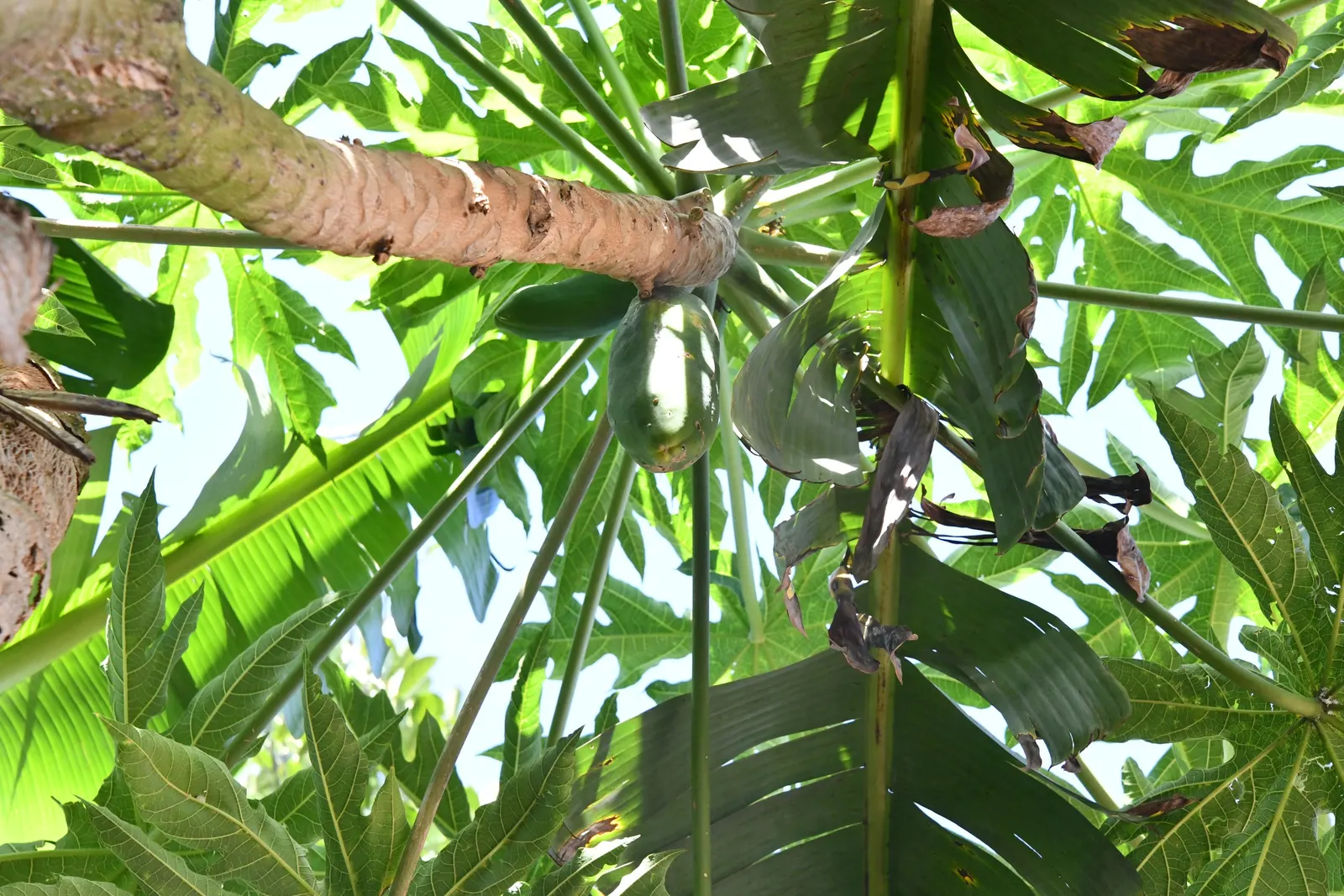 Pawpaw (Asimina Triloba) — reaching 15-20 ft high with a similar spread; these have a custard-like texture with a flavor profile reminiscent of, image 54