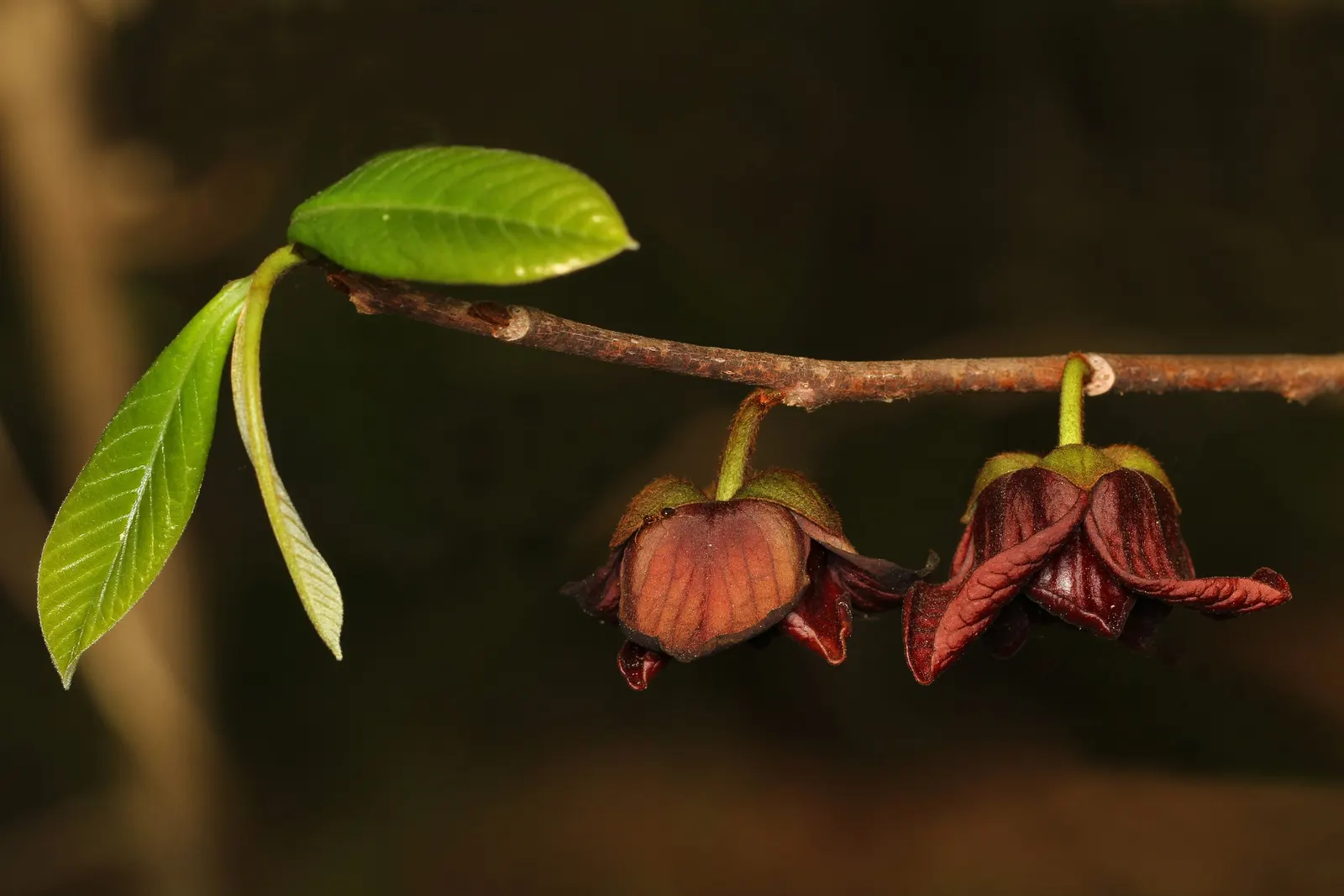 Pawpaw (Asimina Triloba) — Thus, planting two or more genetically distinct trees will ensure better fruit production; but fruiting is most abundant in full