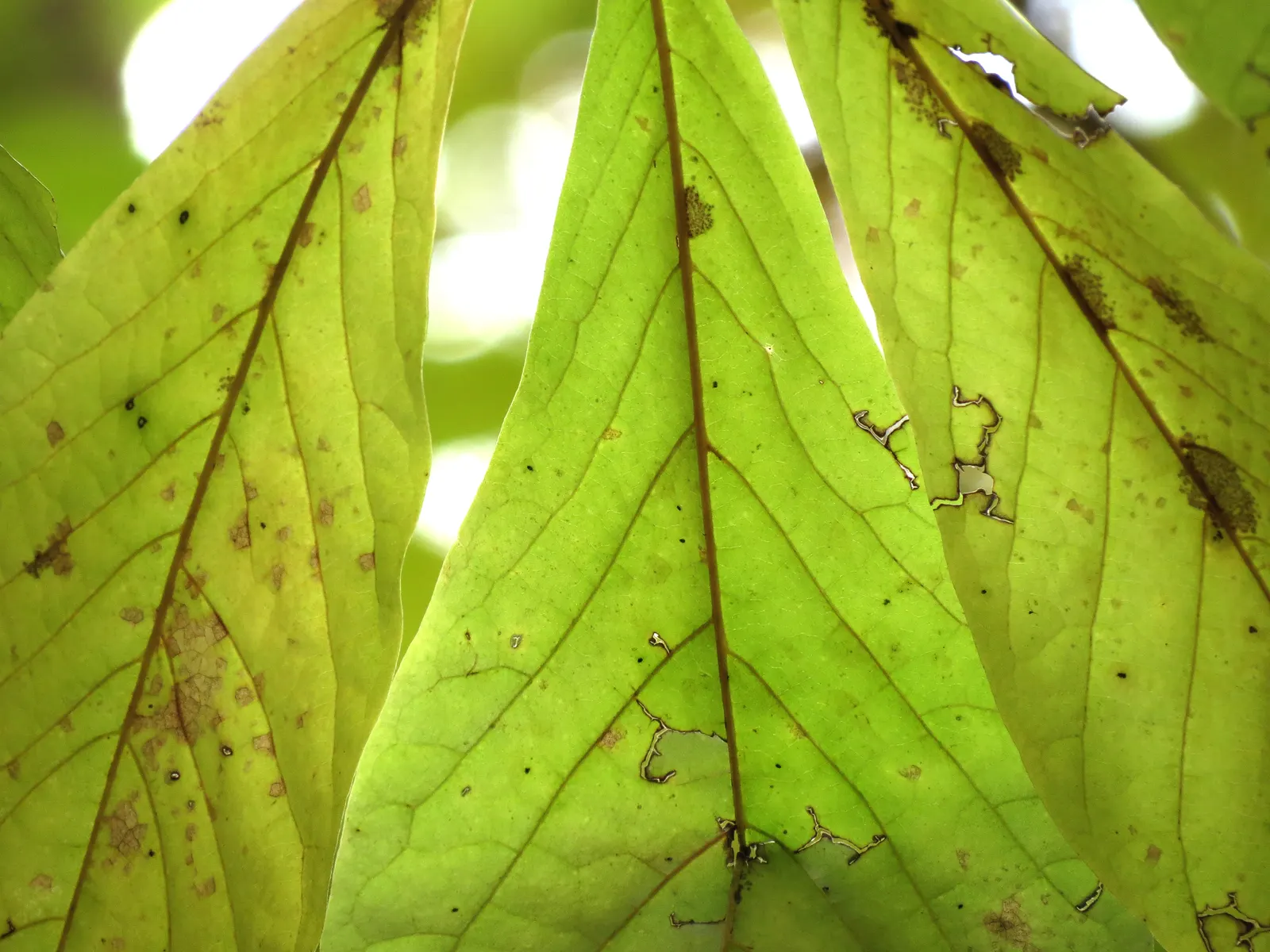 Pawpaw (Asimina Triloba) — tree with purple blooms; partial shade to full sunlight is acceptable, image 77