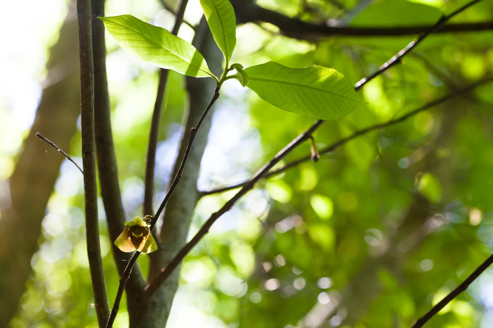 Pawpaw (Asimina Triloba) — which rely on the tree for survival; reaching 15-20 ft high with a similar spread