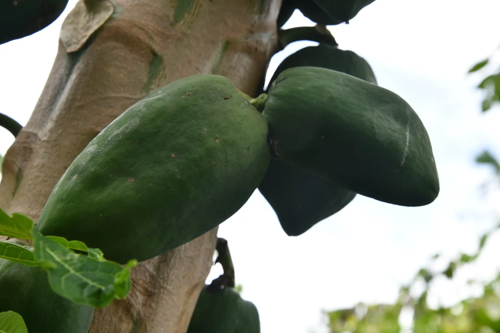 Pawpaw (Asimina Triloba) — the Pawpaw adds a tropical flair and provides exceptional fall color with its golden-yellow foliage; as it is not a, image 110