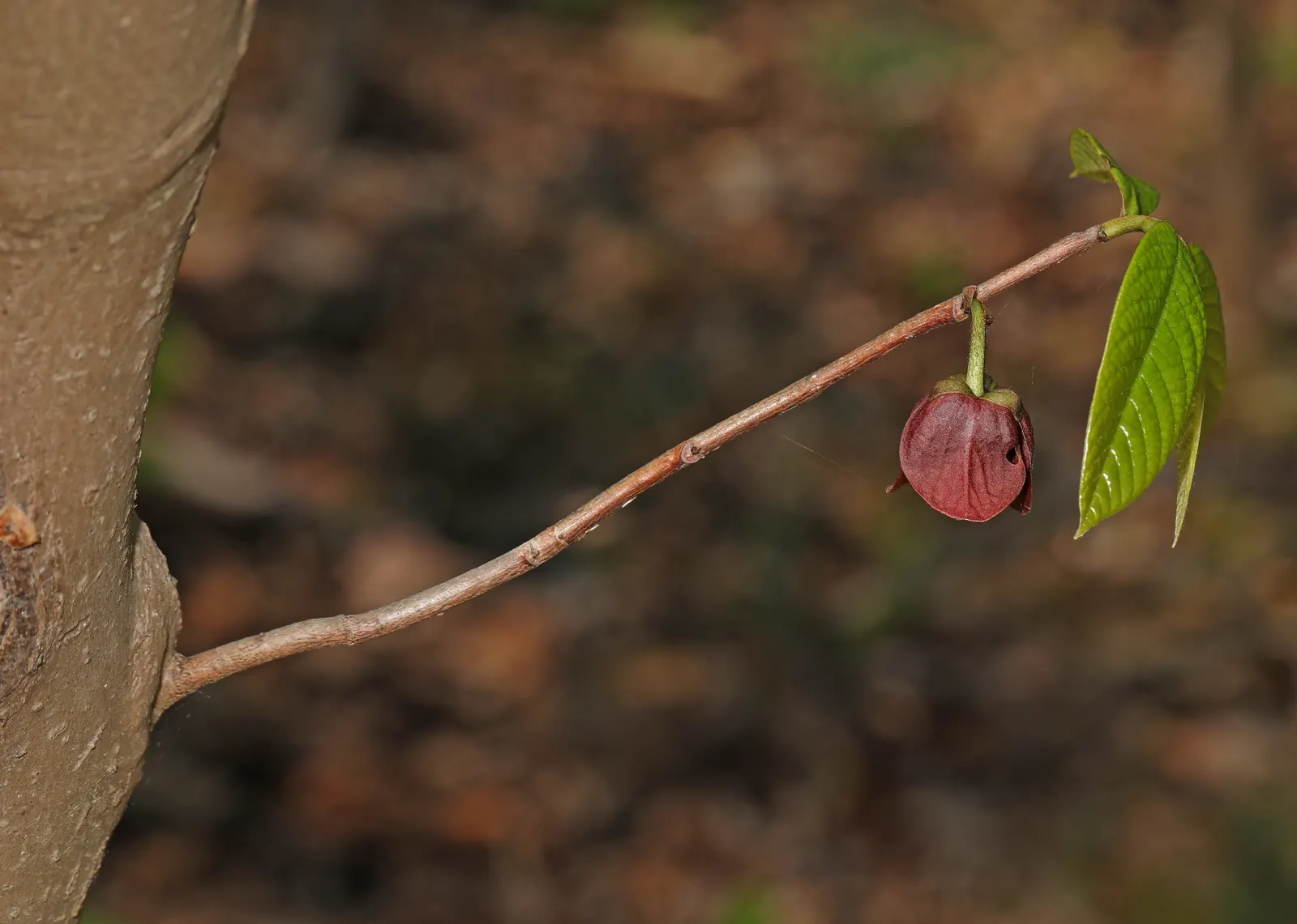 Pawpaw (Asimina Triloba) — the largest native to North America; it thrives in hardiness zones 5 through 9 and prefers rich, well-drained soil, image 88
