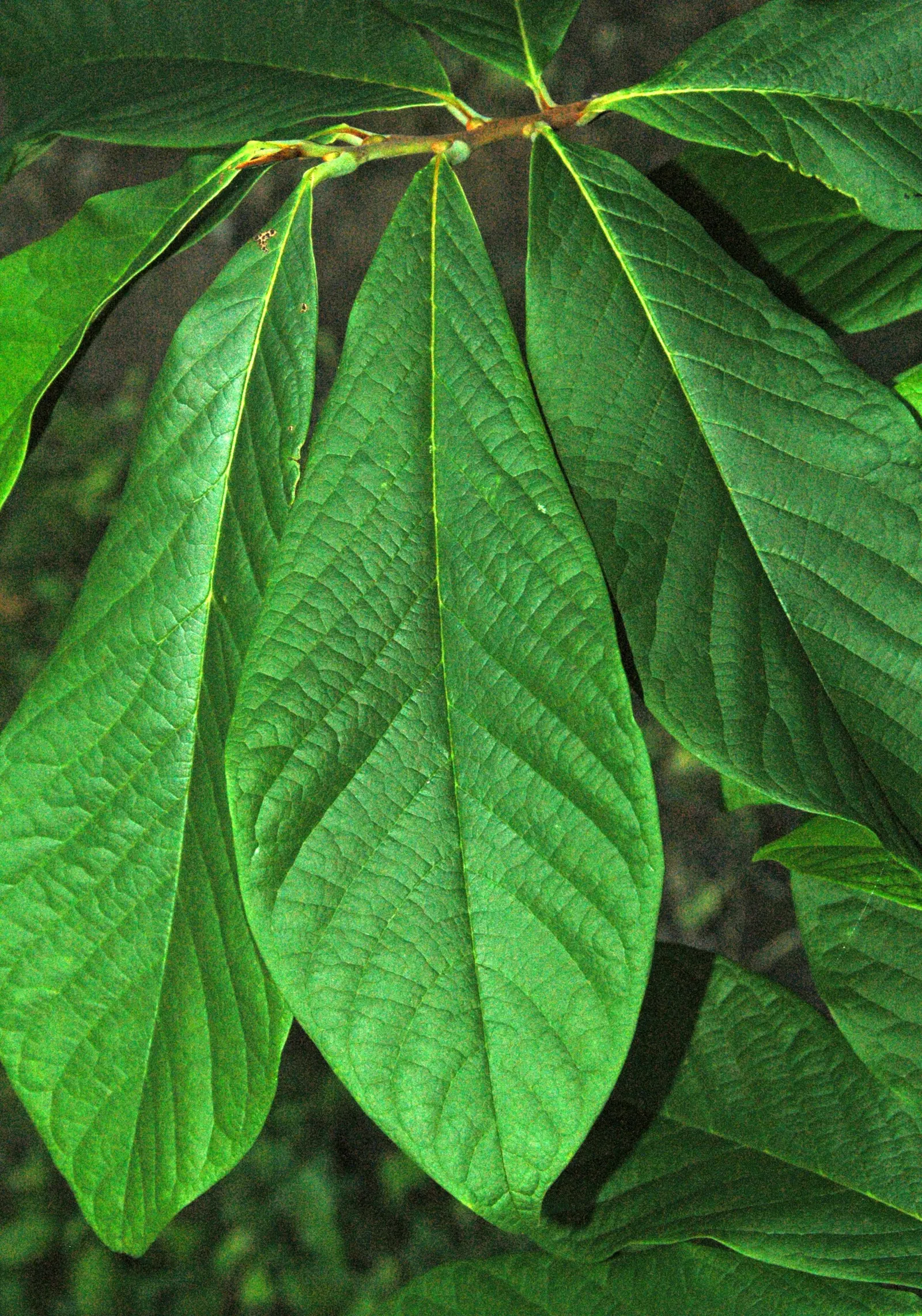 Pawpaw (Asimina Triloba) — the Pawpaw can serve as an ornamental focal point