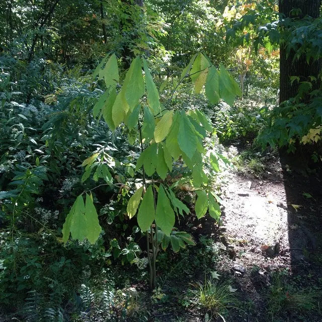 Pawpaw (Asimina Triloba) — is a deciduous North American native tree; prefers moist, well-drained soil in partial shade, image 79