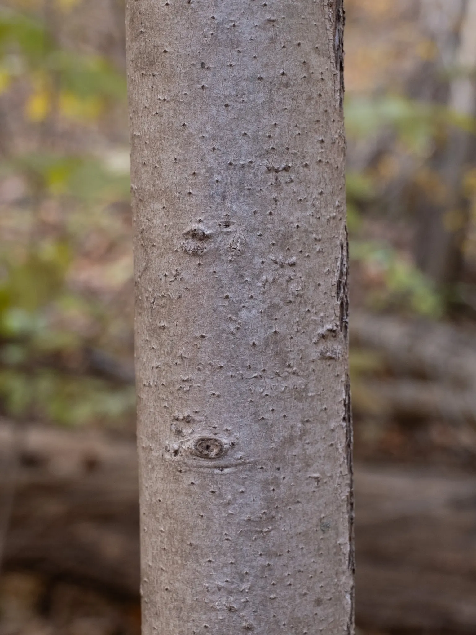 Pawpaw (Asimina Triloba) — tree for full; which rely on the tree for survival