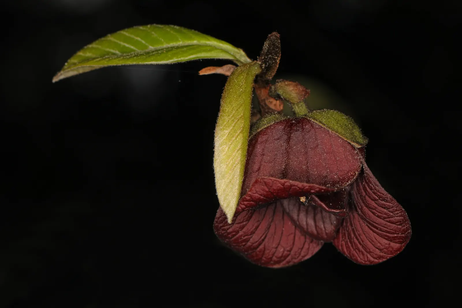 Pawpaw (Asimina Triloba) — typically by flies or beetles; renowned for large, edible fruits reminiscent of bananas and custard, and maroon, image 64